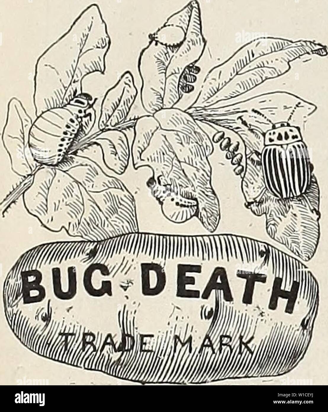 Archive image from page 62 of Descriptive catalogue of high grade. Descriptive catalogue of high grade seeds fruit trees nursery stock and flowers . descriptivecatal1900otto Year: 1900  Hammond's Slug Shot. The best powder to destroy potato bugs, and those on tomatoes and egg plants, cab- bage lice and woris, flea bee- tles and striped bugs on melons, squash, turnips, beets, etc. Non-poisonous; no danger need be apprehended by the person applying it, nor will it injure chickens or animals should they eat it. It does not render injurious the vege- tables and fruits on which it is applied. Price Stock Photo