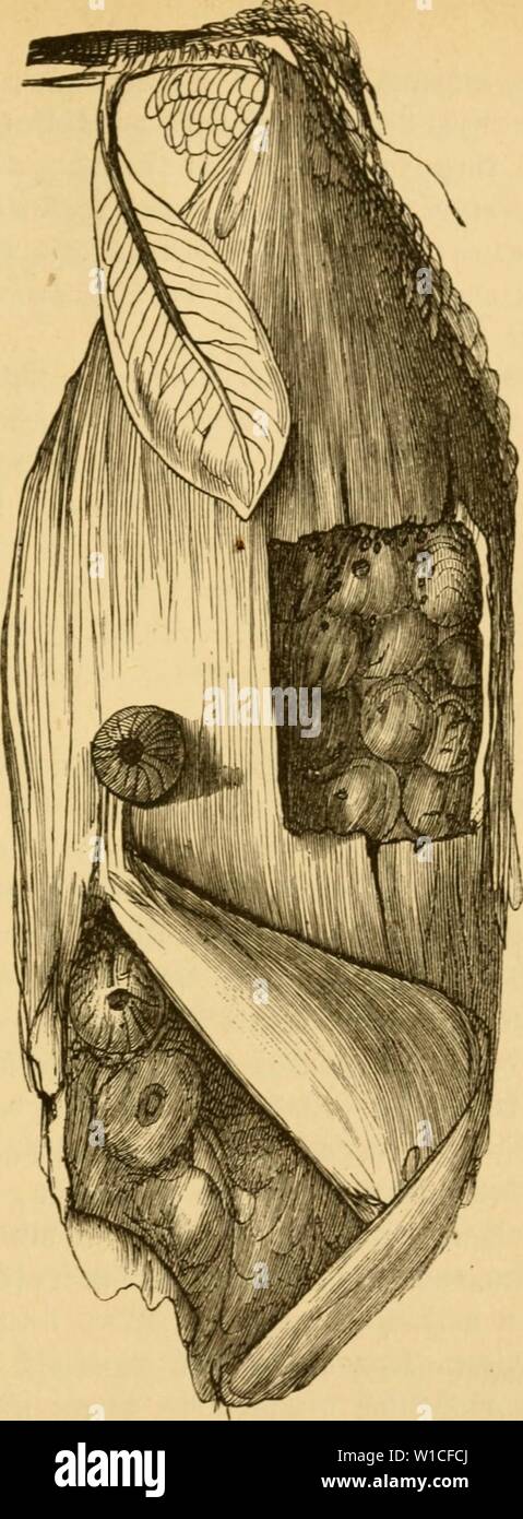Archive image from page 620 of Die Insekten (1877) Stock Photo