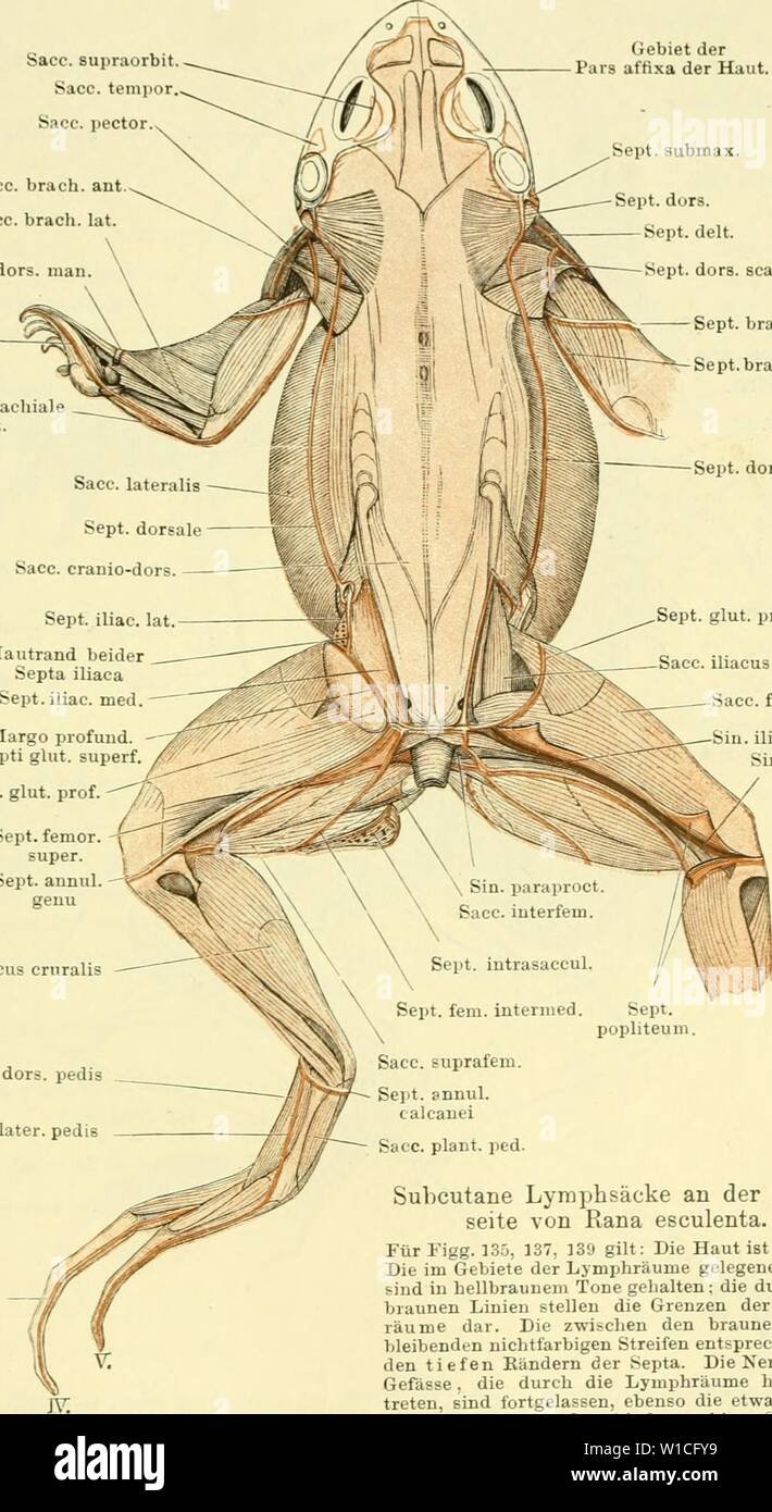 Archive image from page 630 of Die Anatomie des Frosches; ein. Die Anatomie des Frosches; ein Handbuch fÃ¼r Physiologen, Ãrzte und Studire . dieanatomiedesfr0102ecke Year: 1887-  Subcutane Lymphsäcke des Kopfes und des Rumpfes. 455 Fig. 135. Sacc. supraorbit. Sacc. tenipor, Sacc. pector. Sacc. brach, ant. Sacc. brach, lat. Sept. dors. man. Ende des Septum brach, post, Septura brachiale post. Gebiet der Pars affixa der Haut. Sept. submax. Sept. dors. Sept. delt. Sept. dors. scap. Sept. brach, lat. Sept.brach, post. Sept. dors.    Hautrand beider Septa iliaca Sept.iUac. med. Marge profund, Septi Stock Photo