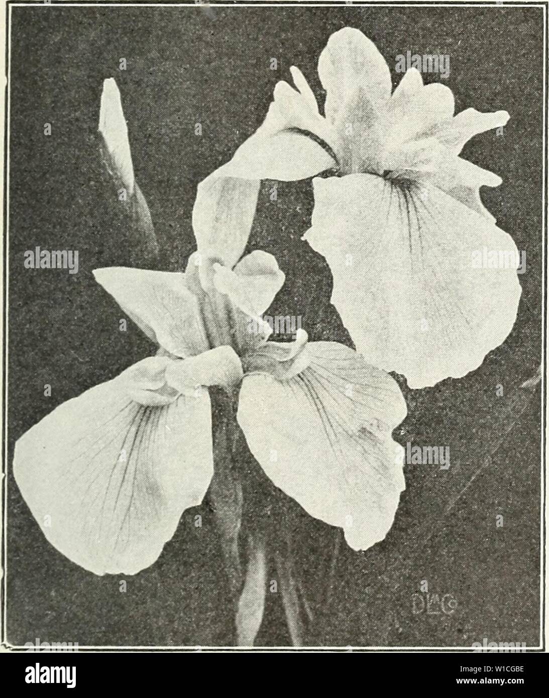 Archive image from page 64 of Descriptive catalogue of vegetable and. Descriptive catalogue of vegetable and flower seeds . descriptivecatal1926john Year: 1926  Lilium Auratum (Goldbanded Lily) HARDY LILIES auratum (Goldbanded Lily). Pure white, spotted crimson, each petal marked in the center with a band of yellow. Flowers in August; delightfully fragrant. Mammoth bulbs, 9 to 11 in. cir. Ea. 50c., doz. $5.00. speciosum album. The best flowering pure white, hardy garden lily; of easv culture. Mammoth bulbs. 9 to 11 in.'cir. Ea. 65c., doz. S6.50. Monster bulbs, 10 to 12 in. cir. Ea. 80c., doz. Stock Photo