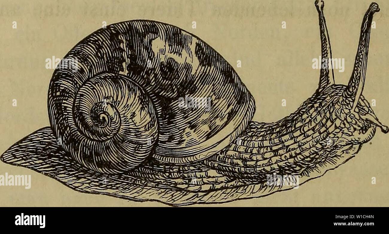 Archive image from page 649 of Die Klassen und Ordnungen der. Die Klassen und Ordnungen der Weichthiere (Malacozoa) : wissenschaftlich dargestellt in Wort und Bild . dieklassenund32186266bron Year: 1862  Lungenschnecken: Pulmonata. Tafel 95 — 109. Fig. 98.    Helicc aspersa. I. Einleitung. 1. Geschichte. Schon durch ihren Wohnort auf der Erde oder im Süsswasser ist es bedingt, dass die Pulmonaten von jeher dem Menschen näher wie alle übrigen Mollusken gestanden haben. Von früh an schrieb man ihnen auch noch eine bedeutende diätetische und oft sympathische Heilkraft zu und wir wundern uns dessh Stock Photo