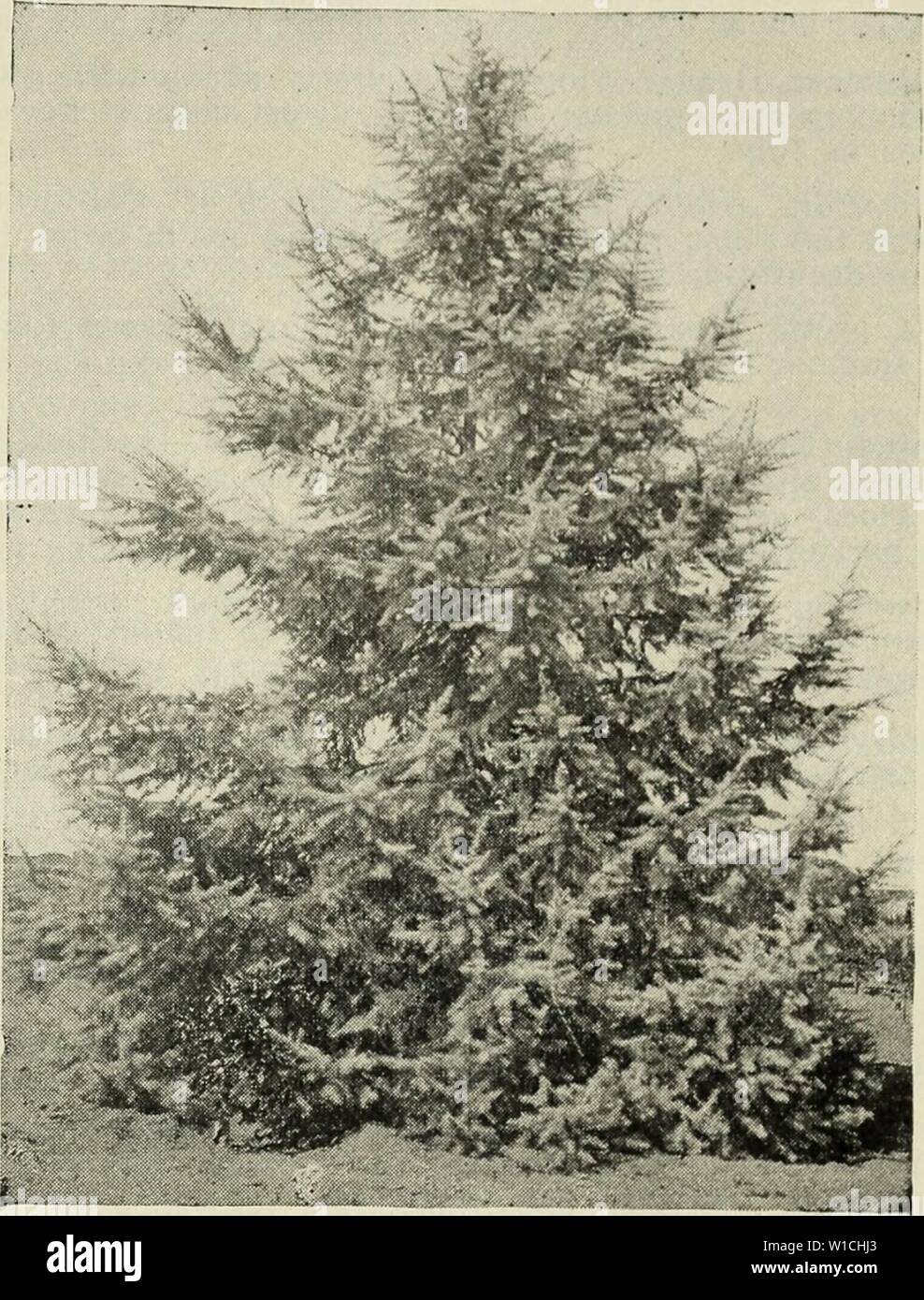 Archive image from page 66 of Descriptive catalogue of deciduous fruit. Descriptive catalogue of deciduous fruit trees, citrus trees, olive trees, and grape vines : ornamental trees, shrubs and roses . descriptivecatal1902fanc Year: 1902  Fancher Creek Nurseries 63    CEDAR ATlyANTlCA Aucuba, japonica—A very handsome shrub, and one of the best of the colored leaved foli- age plants; leaves large, distinctly speckled with golden yellow. Should be grown in partial shade. Berberis, canadenis—A native species, with handsome, distinct foliage and yellow flow- ers, succeeded by red berries. purpurea Stock Photo