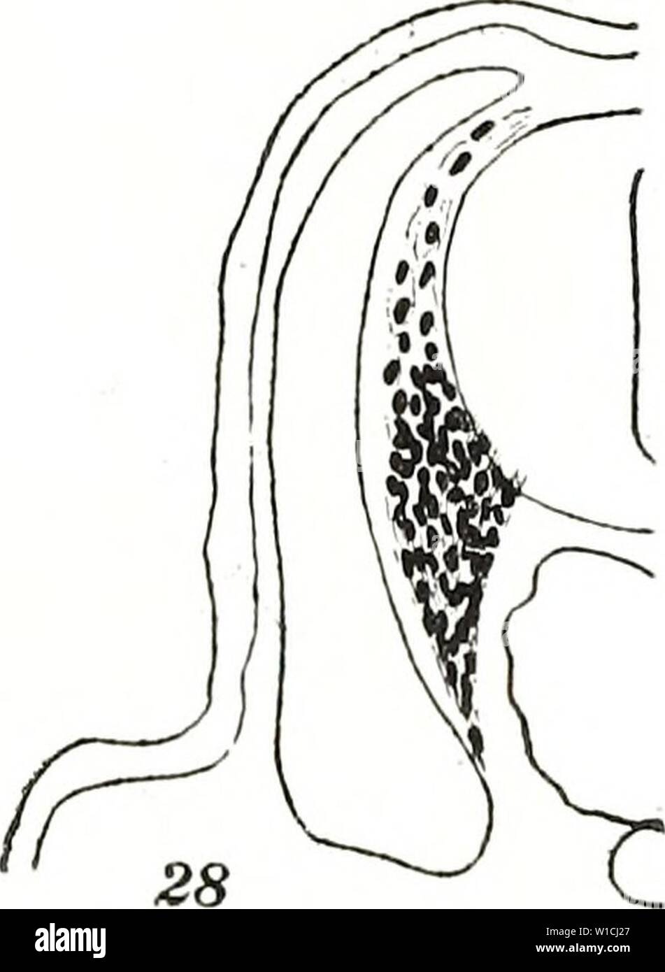 Archive image from page 66 of The development of the pectoral Stock Photo
