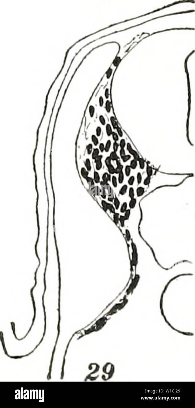 Archive image from page 66 of The development of the pectoral Stock Photo