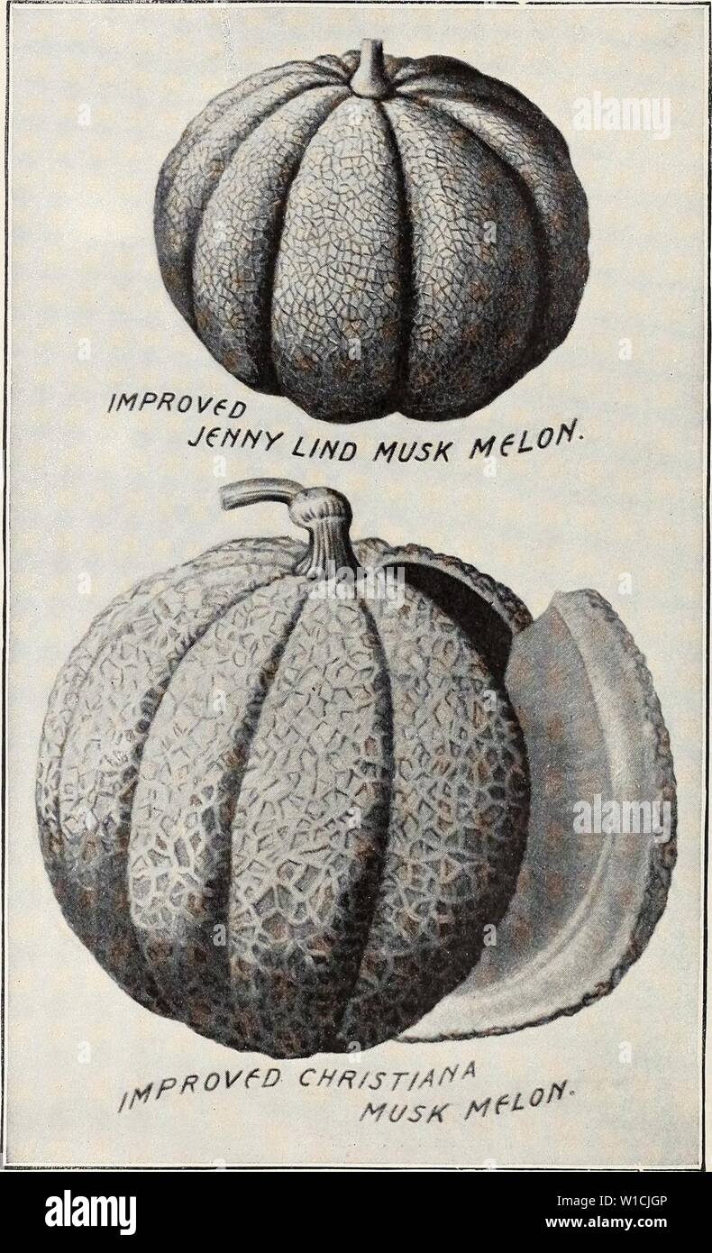 Archive image from page 67 of Descriptive illustrated catalogue of new. Descriptive illustrated catalogue of new and rare seeds, plants, and bulbs . descriptiveillus1893unit Year: 1893  The above Melons combine all commendable qualities. Stock Photo