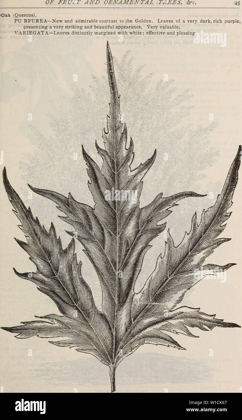 Archive image from page 68 of Descriptive catalogue of fruit and. Descriptive catalogue of fruit and ornamental trees, shrubs, plants, etc., etc., etc. . descriptivecatal1894jale Year: 1894 wier's cut-leaved maple leaf. Stock Photo