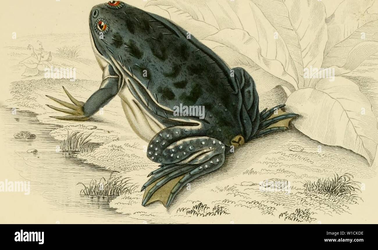 Archive image from page 68 of Dictionnaire universel d'histoire naturelle atlas Stock Photo