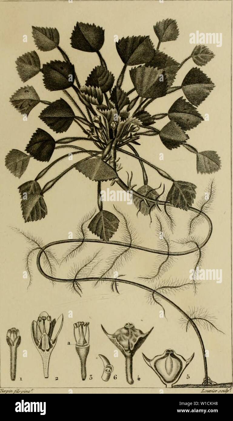 Archive image from page 68 of Dictionnaire des sciences naturelles, dans. Dictionnaire des sciences naturelles, dans lequel on traite mÃthodiquement des diffÃrens Ãªtres de la nature, considÃrÃs soit en eux-mÃªmes, d'aprÃ¨s l'Ãtat actuel de nos connoissances, soit relativement Ã  l'utilitÃ qu'en peuvent retirer la mÃdecine, l'agriculture, le commerce et les artes. Suivi d'une biographie des plus cÃlÃ¨bres naturalistes . dictionnairedes05cuvi Year: 1816  BOTANl()lK. DICOTYLEDONES. Onacraires-AÂ»-./    mÃoRE ilot(autc. TRtPA watans..aÃ¹i.J 1. F/etir. 1 ./(/â couvÃe &lt;/&lt;r/t,f ,iw loru/uefi/' Stock Photo