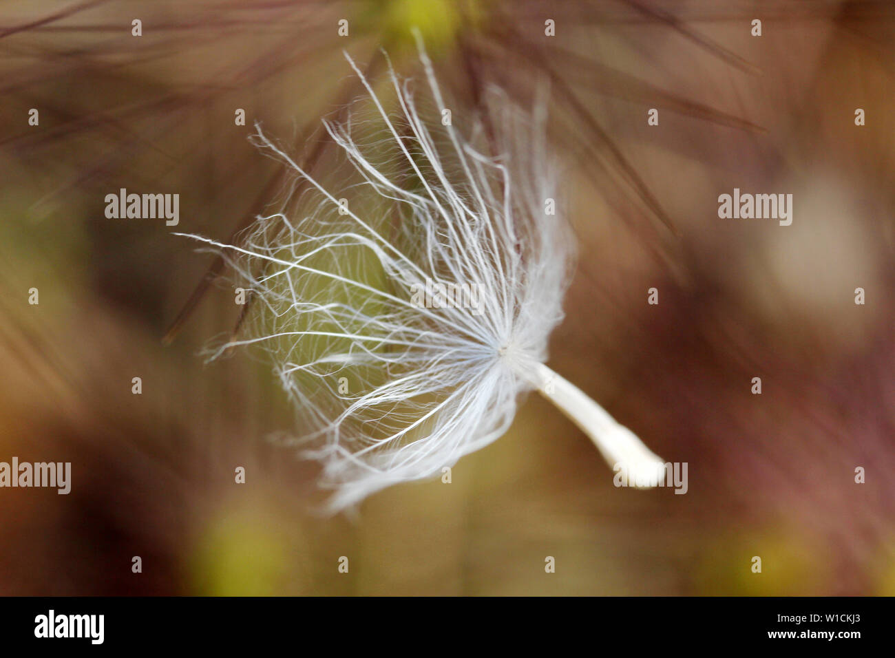Seed dispersal scene hi-res stock photography and images - Alamy