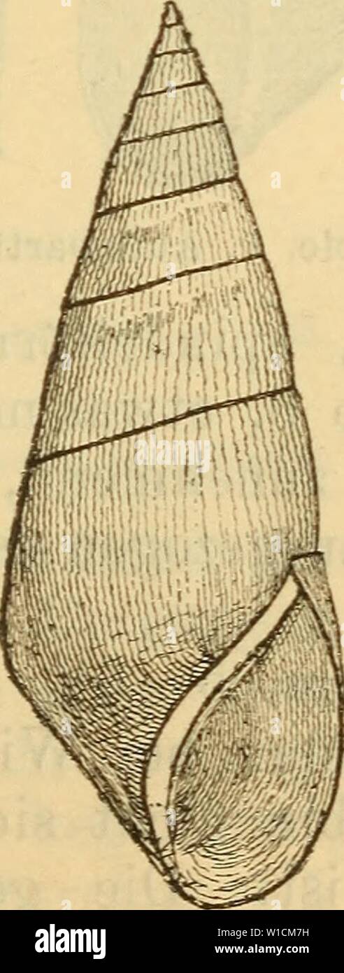Archive image from page 688 of Die Mollusken-Fauna Mitteleuropa's (1884). Die Mollusken-Fauna Mitteleuropa's . diemolluskenfaun22cles Year: 1884  H. acicularis. Wohnort: in Bächen und Flüssen. Verbreitung: In Krain, in Ungarn und im Banate« 1. var. cornea v. Mühif. ms. Melanopsis cornea C. Pfeiffer Naturg. HI p. 50 t. 8 f. 22. 23. — acicularis ä Fer. Monogr. p. 31. — — Rossm. Icon. f. 672 major. — Lembergensis ParrejTss teste Brot. Hemisinus acicularis var. ß Brot Mon. p. 370 t. 38 f. 4 d. Fig. 464.    H. acic. v. cornea. Stock Photo