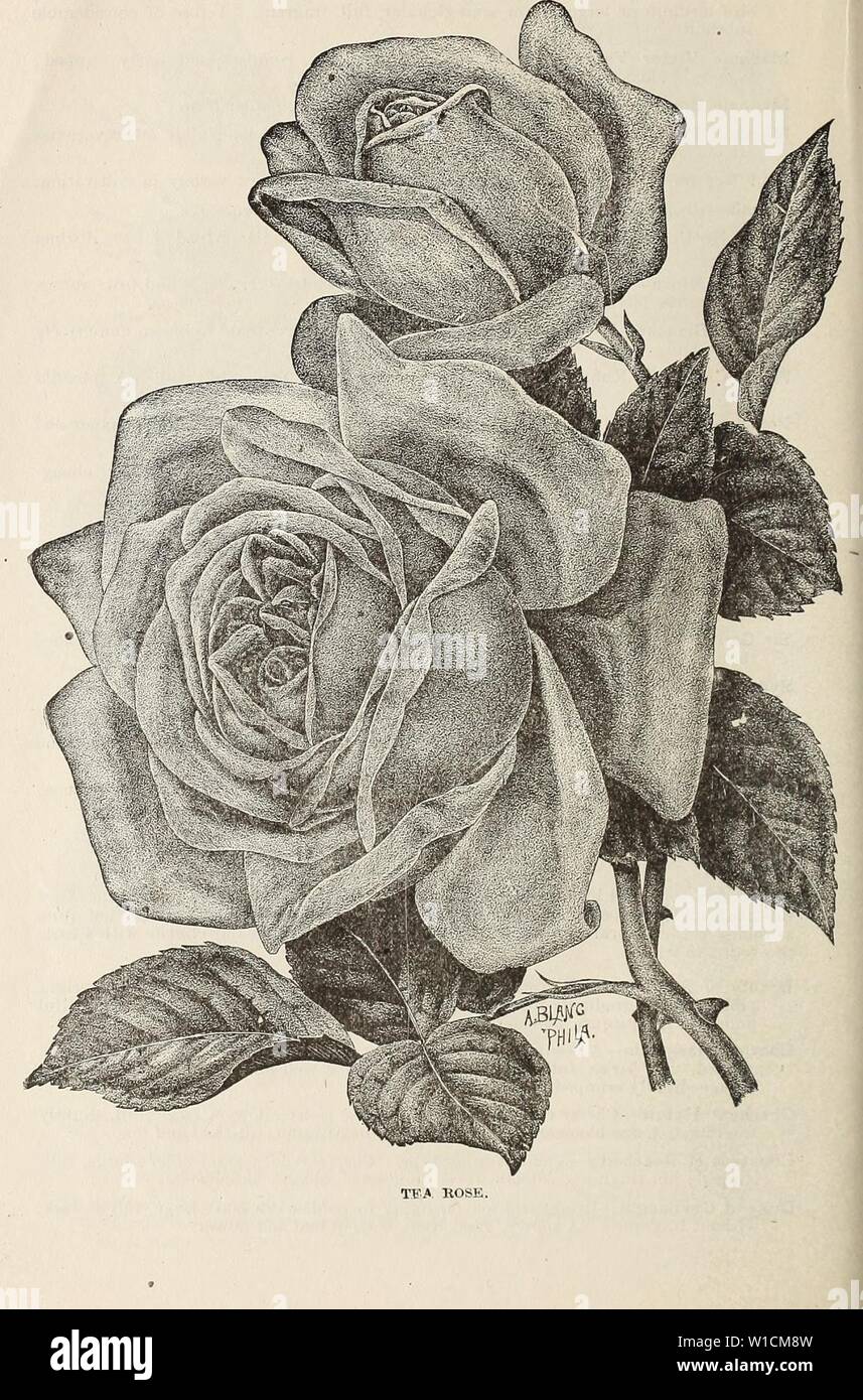 Archive image from page 69 of Descriptive and illustrated catalogue . Descriptive and illustrated catalogue : fruit and ornamental trees, shrubs, plants, etc. . descriptiveillus1894benn Year: 1894 66 Stock Photo