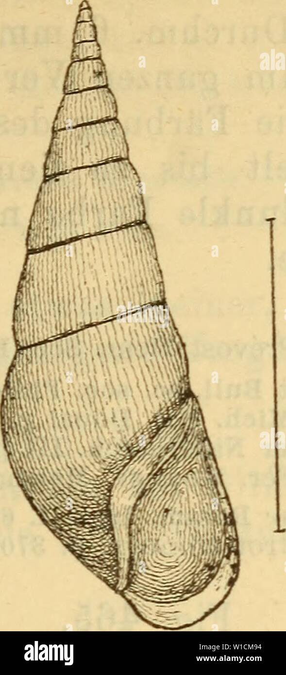 Archive image from page 688 of Die Mollusken-Fauna Mitteleuropa's (1884). Die Mollusken-Fauna Mitteleuropa's . diemolluskenfaun22cles Year: 1884  681 Fig. 463.    H. acicularis. Wohnort: in Bächen und Flüssen. Verbreitung: In Krain, in Ungarn und im Banate« 1. var. cornea v. Mühif. ms. Melanopsis cornea C. Pfeiffer Naturg. HI p. 50 t. 8 f. 22. 23. — acicularis ä Fer. Monogr. p. 31. — — Rossm. Icon. f. 672 major. — Lembergensis ParrejTss teste Brot. Hemisinus acicularis var. ß Brot Mon. p. 370 t. 38 f. 4 d. Fig. 464. Stock Photo