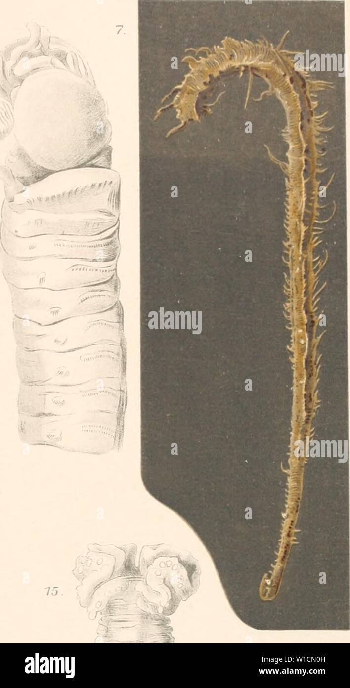 Scione sp hires stock photography and images Alamy