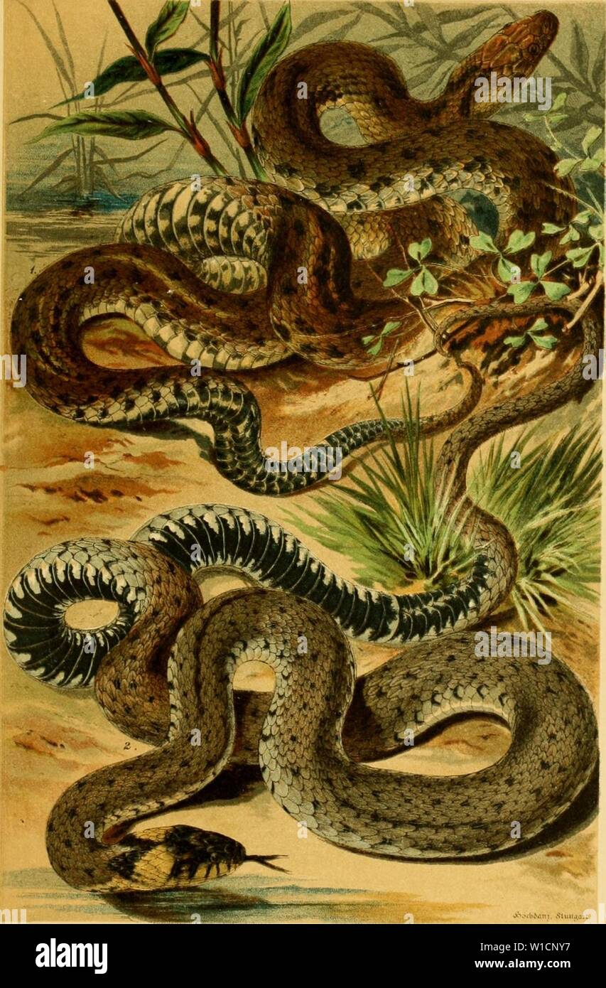 Archive image from page 702 of Deutschlands Amphibien und Reptilien (1890). Deutschlands Amphibien und Reptilien . deutschlandsamph00dr Year: 1890  Taf. VII.    A'.'diÄin. .fimiaTt I. Würfelnatter (Tropidonotus tesseUalui,). 2. Kingelnatter (Trop. natrix). Stock Photo