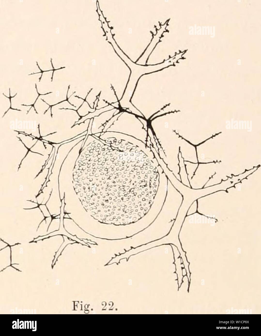 Archive image from page 705 of Deutsche Südpolar-Expedition, 1901-1903, im Auftrage. Deutsche Südpolar-Expedition, 1901-1903, im Auftrage des Reichsamtes des Innern . deutschesdpola16deut Year: 1921 Stock Photo