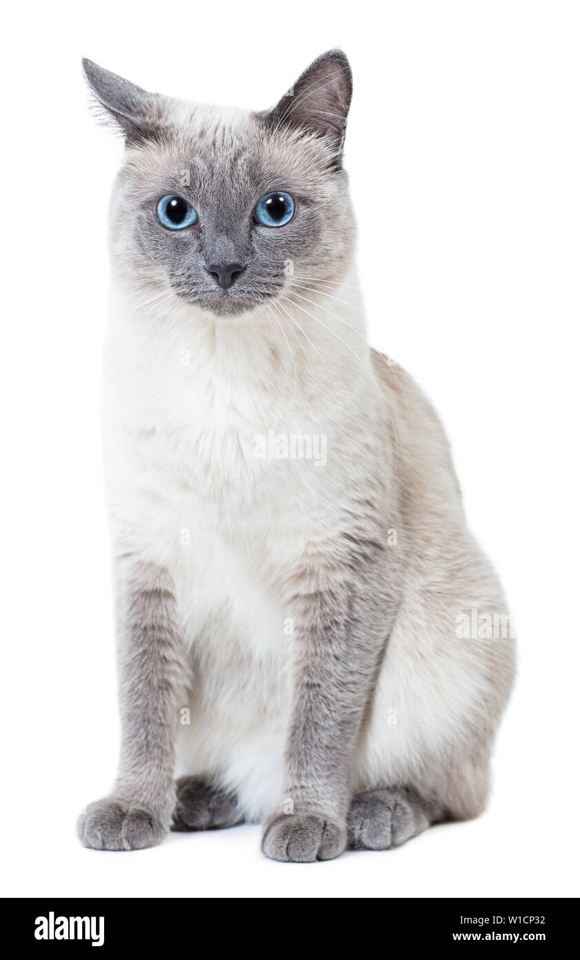 Blue-point colored thai cat sitting and looking at camera. Isolated on white. Stock Photo