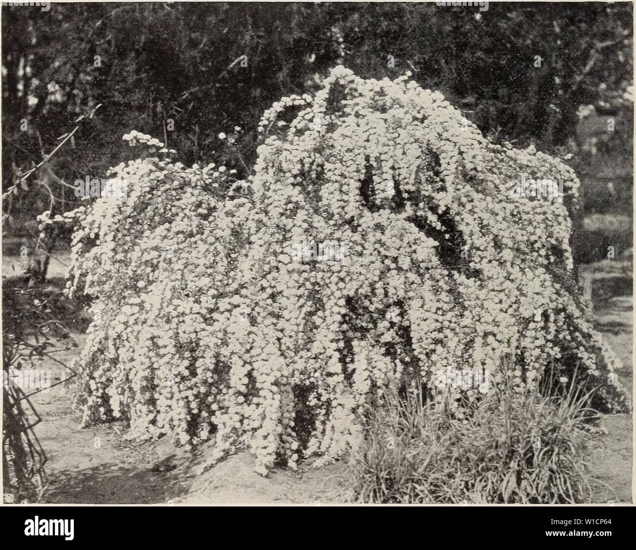 Dwarf Fruit Trees Garden High Resolution Stock Photography And Images Alamy