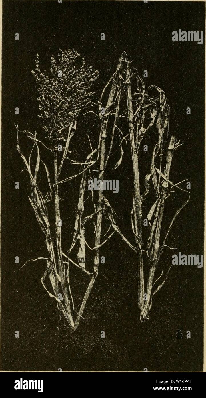 Archive image from page 71 of Dickinson's hand book on farm. Dickinson's hand book on farm seeds . dickinsonshandbo00dick Year: 1916 Amber Cane 70 Th« Albert Oickinsen Co., Chicago—Minneapolis Stock Photo