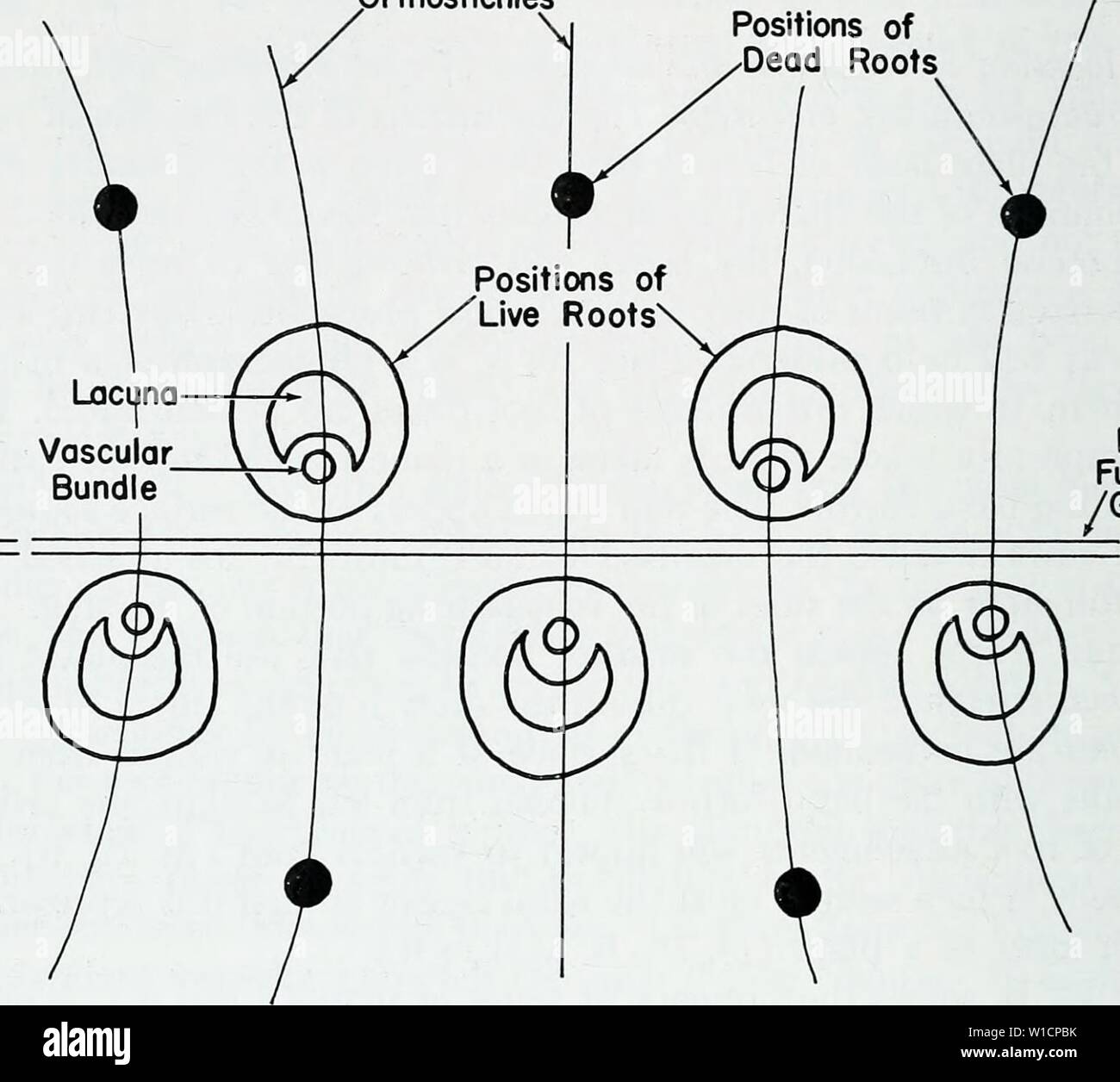 Mature Sporophyte High Resolution Stock Photography And Images Alamy