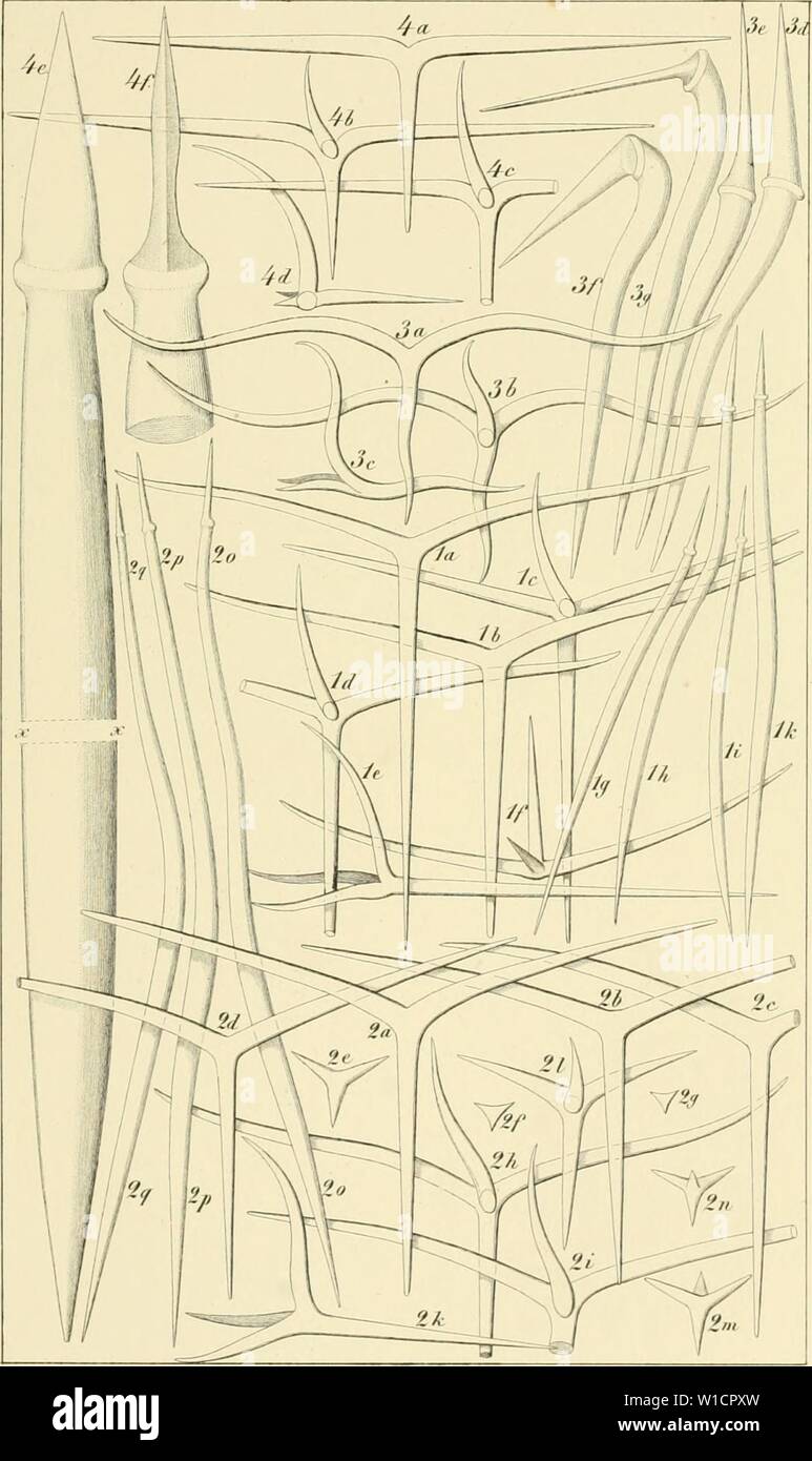 Archive image from page 72 of Die Kalkschwämme Eine Monographie . Die Kalkschwämme. Eine Monographie .. . diekalkschwmme03haec Year: 1872  Taf.l5.    UHaeckel dei. Jjixh.4tiSt.v.K0iUsch,Jma.. Stock Photo