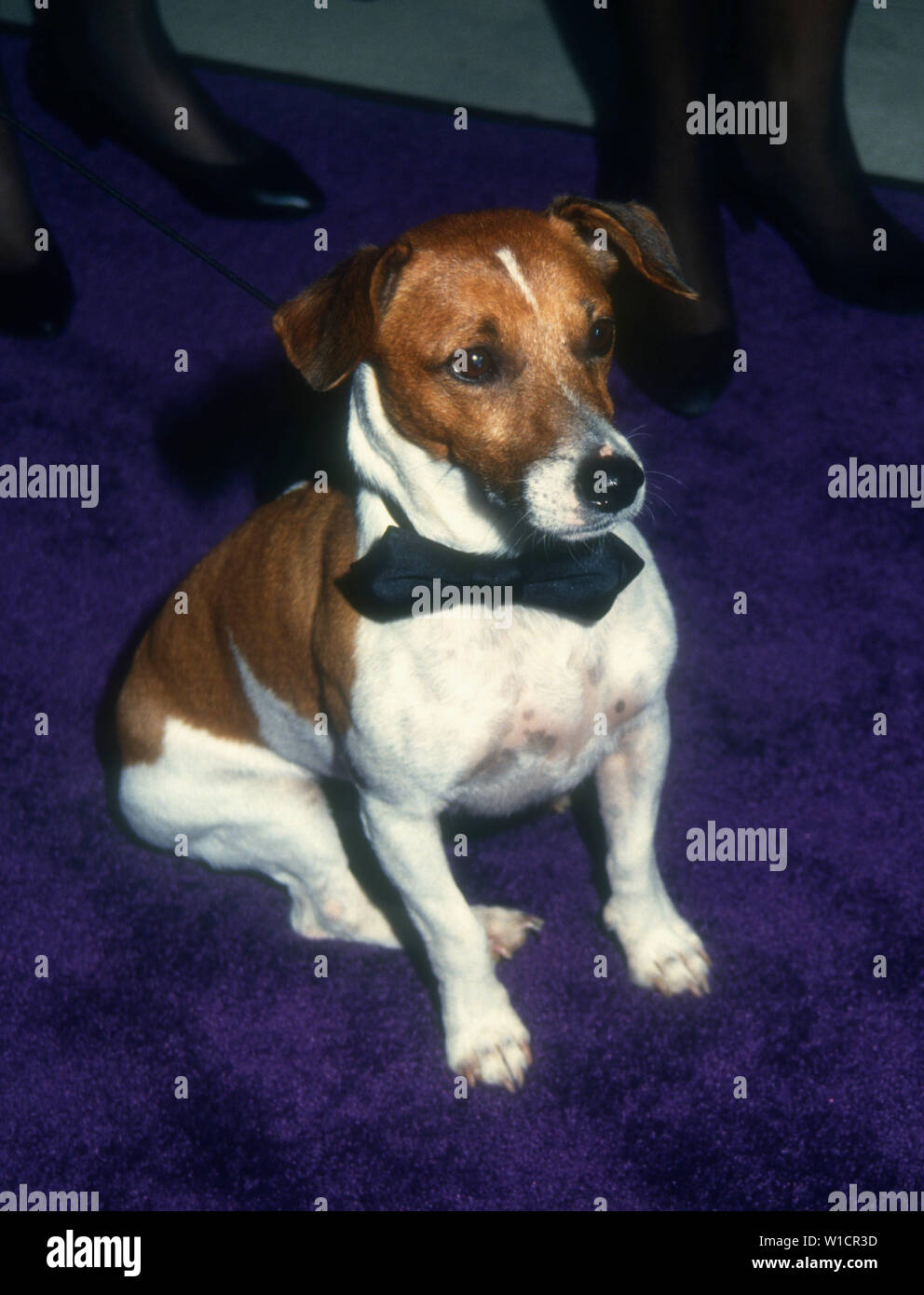 Beverly Hills, California, USA 28th July 1994 Barkley the Dog attends New Line Cinema's 'The Mask' Premiere on July 28, 1994 at The Academy Theatre in Beverly Hills, California, USA. Photo by Barry King/Alamy Stock Photo Stock Photo