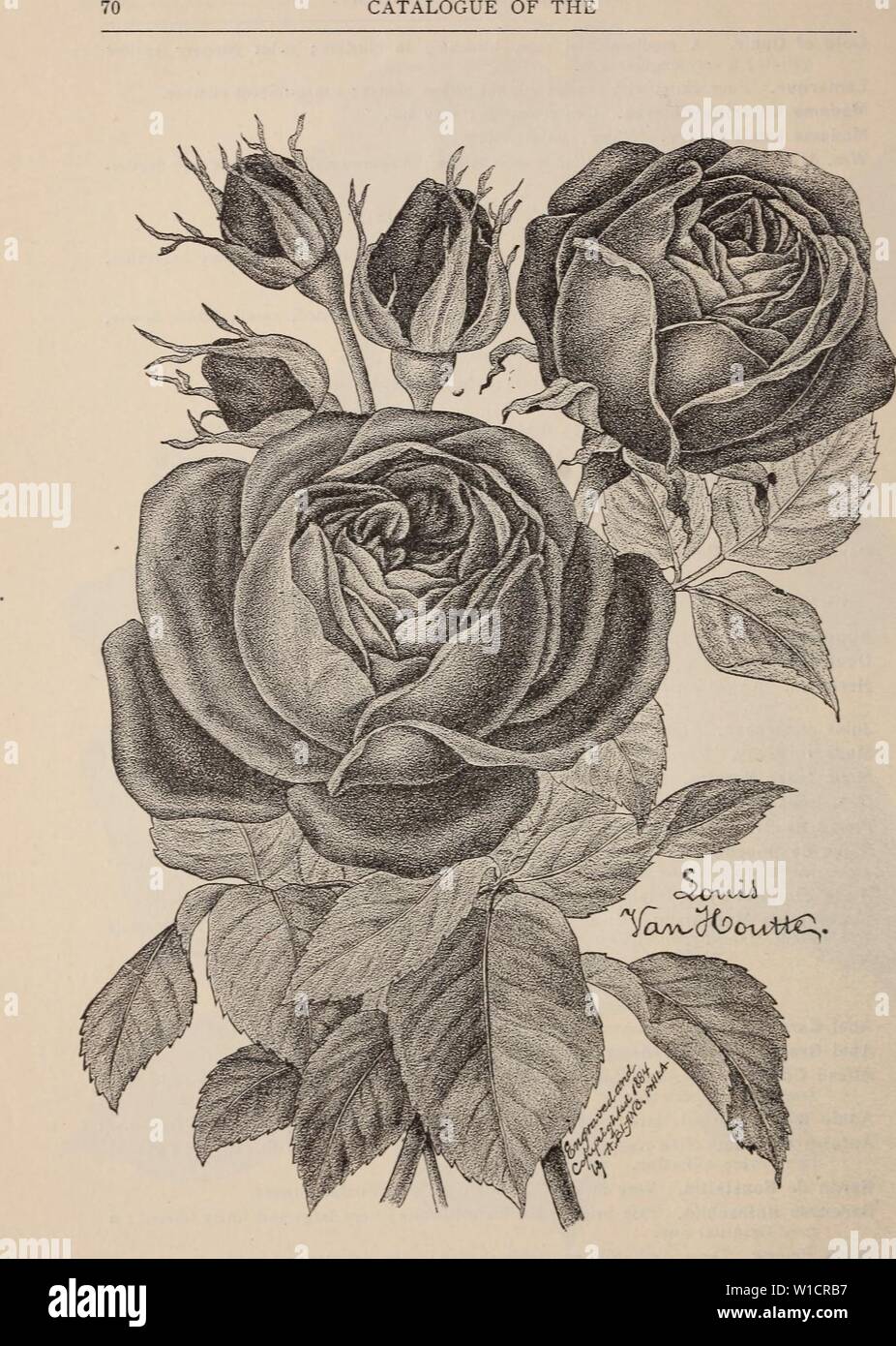 Archive image from page 73 of Descriptive catalogue of fruit and. Descriptive catalogue of fruit and shade trees, vines, ornamental plants and roses for sale at the Fancher Creek Nursery . descriptivecatal1896fanc Year: 1896 Stock Photo