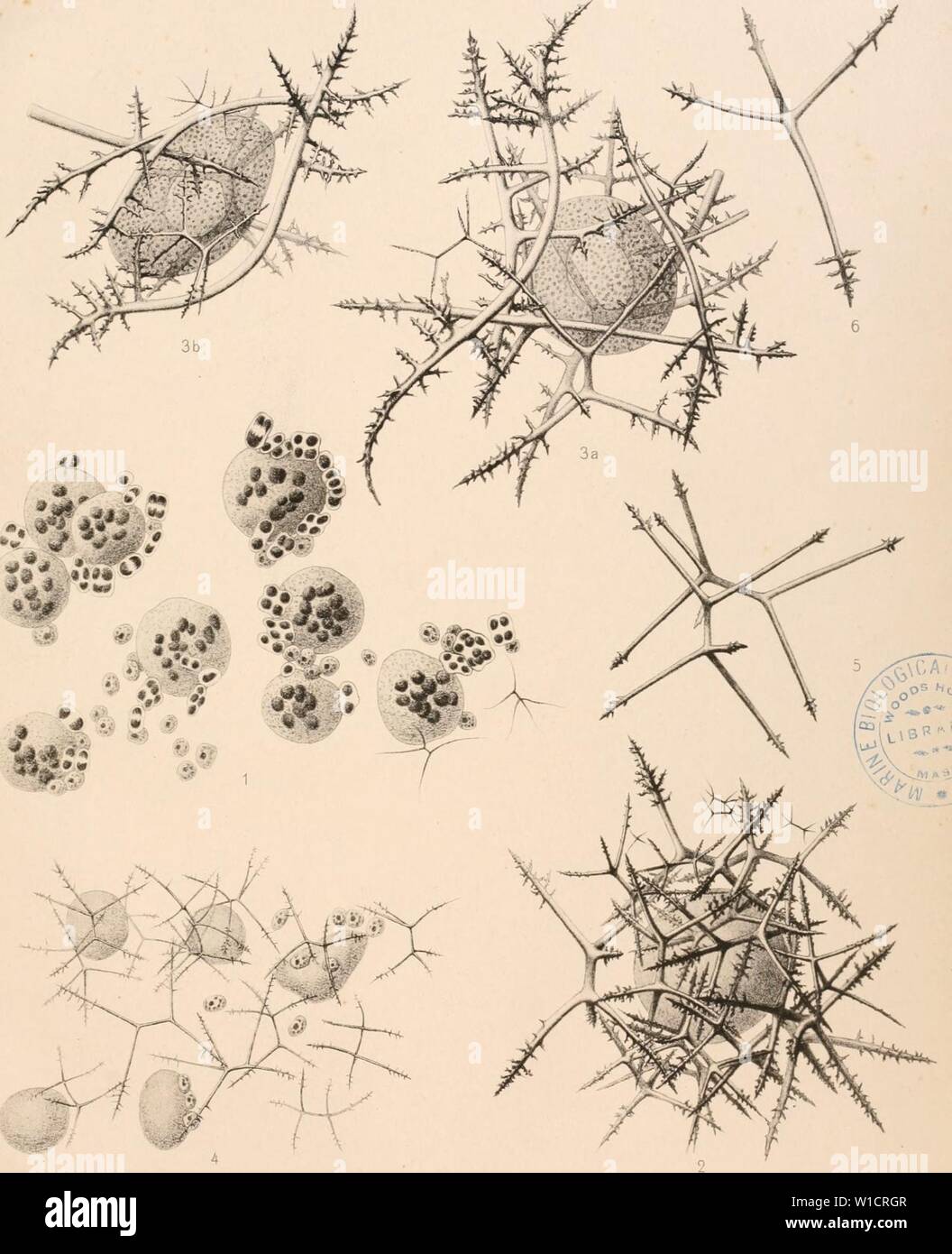 Archive image from page 732 of Deutsche Südpolar-Expedition, 1901-1903, im Auftrage. Deutsche Südpolar-Expedition, 1901-1903, im Auftrage des Reichsamtes des Innern . deutschesdpola16deut Year: 1921  Deutsche Südpolar-Expedition. 1901-3. Band XVI Tafel LXl    ;&gt;w Aut &lt;le Fig. 1 Rhaphidozoum tenuissimum n. sp. Fig. 2 Sphaerozoum verticillatum H. Fig. 3 Sphaerozoum verticillatum H. var. piniferum n. var. Fig. 4—6 Sphaerozoum haeckeli K. Brdt. Stock Photo