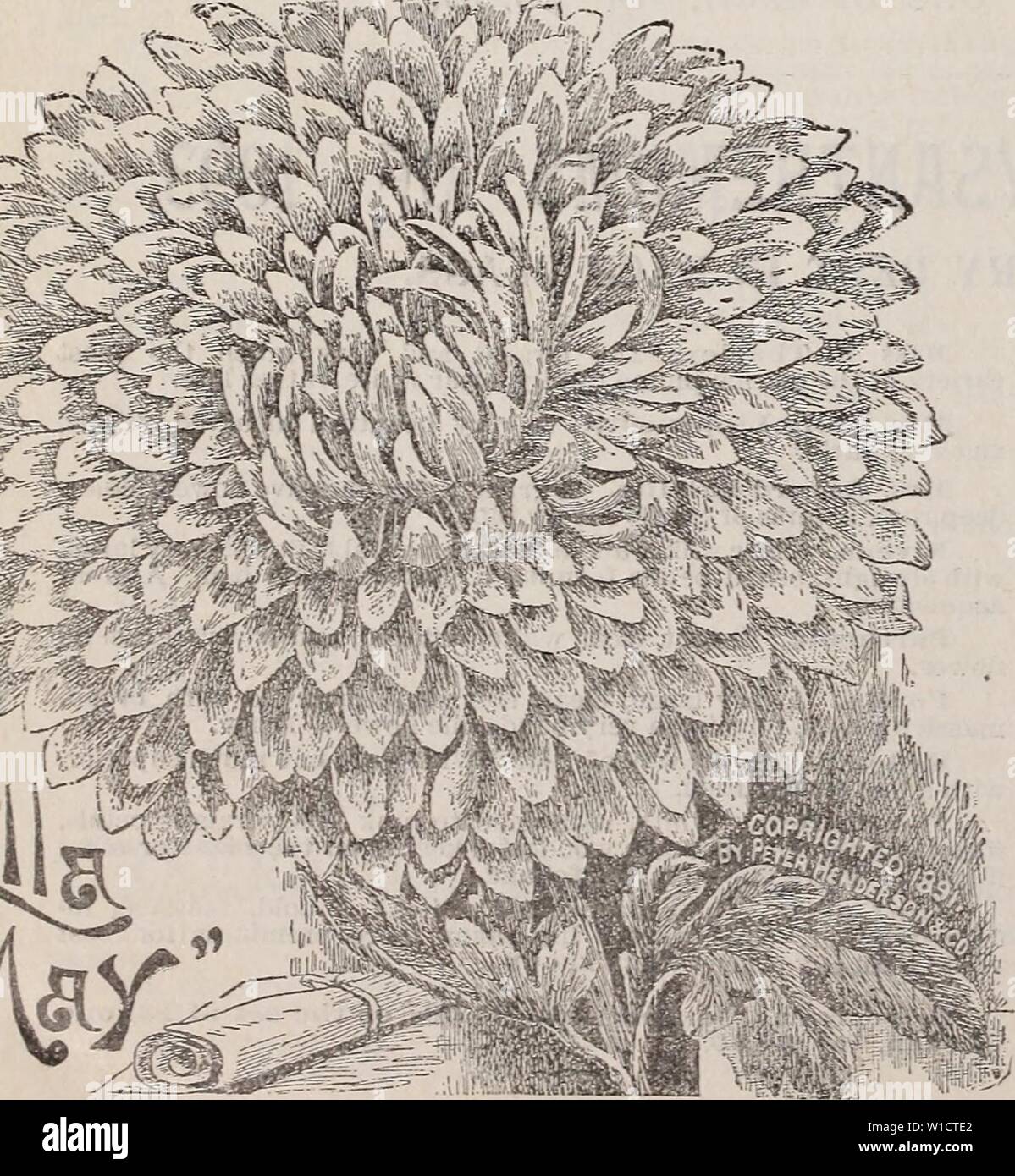 Archive image from page 75 of Descriptive catalogue of vegetable, flower,. Descriptive catalogue of vegetable, flower, and farm seeds : bulbs, roots, plants, tools . descriptivecatal1894weeb Year: 1894  72 WEEBER & DON.âCHRYSANTHEMU:.IS. CHRYSANTHEMUMS.âContinued. SEEDLINGS OF MERIT. Of Eecent Introduction. Oettysburgli. The outer petals are broad and drooping, and have a lustrous sheen in the sunlight. The form is flat with droop- ing outer petals, which gives it a very gracefiil appearance. Splendid crimson color. Good Gracious. Color unique, being a delicate shade of peach p:nk throughout. Stock Photo
