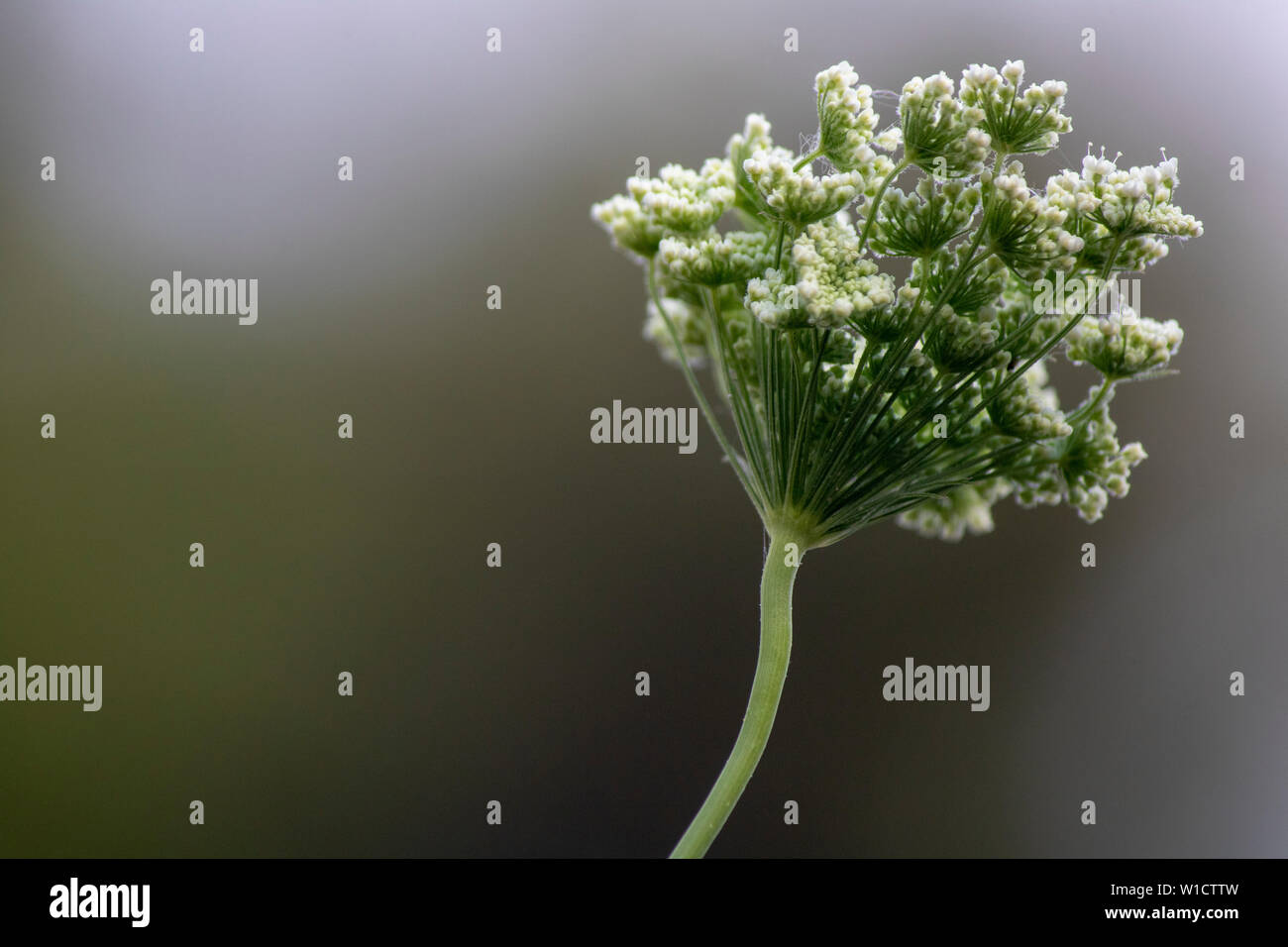 Close-up of the Daucus carota plant. Blurred background. Stock Photo