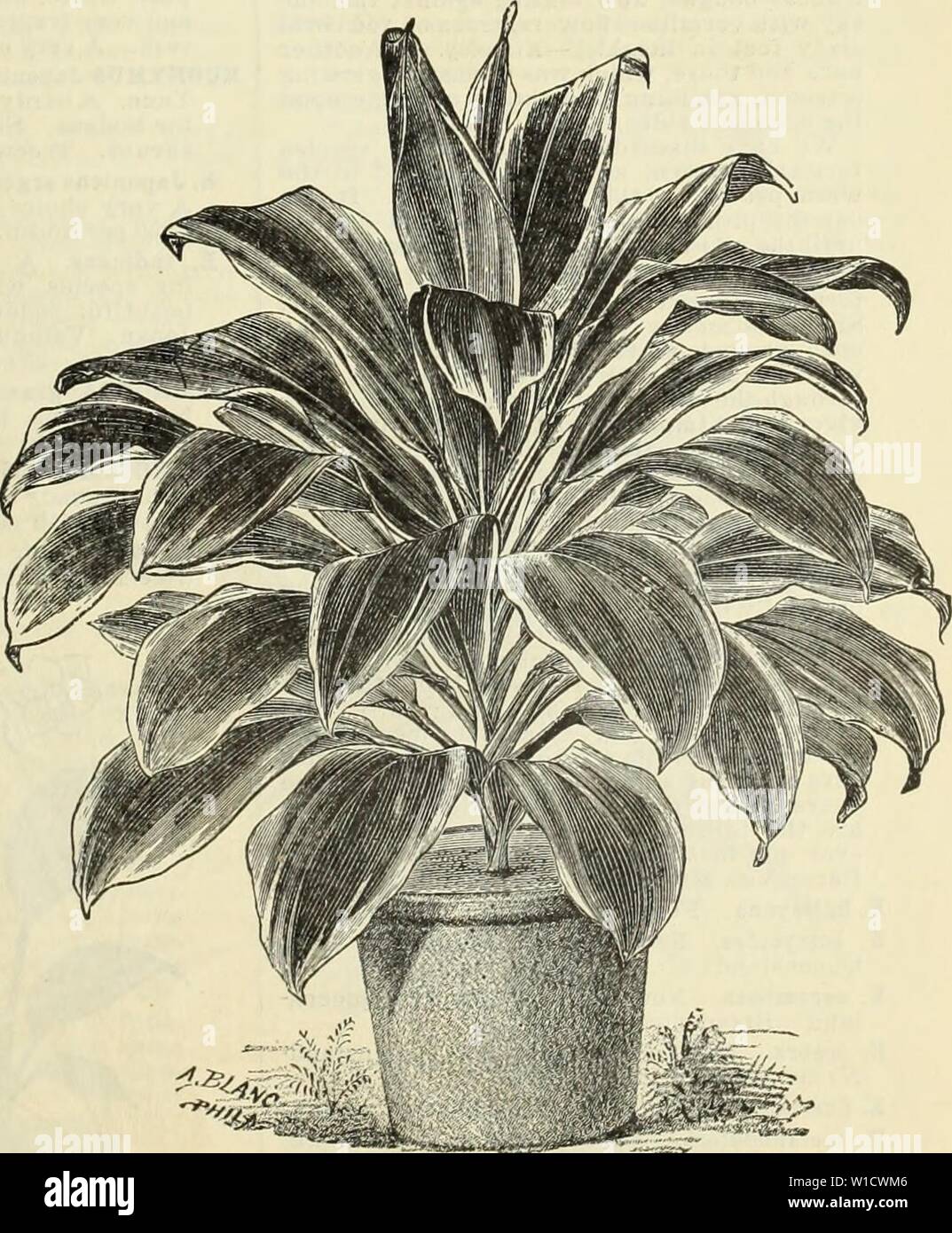 Archive image from page 78 of Descriptive and illustrated catalogue and. Descriptive and illustrated catalogue and manual / Royal Palm Nurseries . descriptiveillus1893roya Year: 1892  Miscellaneous Department. 73 CYETANTHTJS obliquus. An Amaryllis-like plant from South Africa, with drooping flowers, produced in bunches of ten or fifteen each; three inches in diameter and bright red, with yellow base. $1 each. DAIS cotinifolia. A small-leaved flowering shrub from South Africa. Perhaps hardy here. 25 cents each. DALBEBGIA Sissoo. 'The Indian Sissoo Tree, extending to Afghanistan, ascending to el Stock Photo