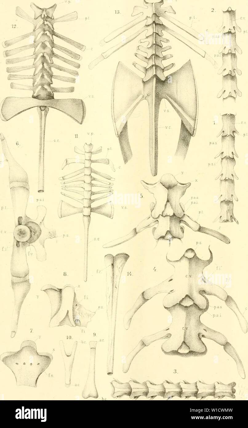 Archive image from page 778 of Die Klassen und Ordnungen des. Die Klassen und Ordnungen des Thier-Reichs, wissenschaftlich dargestellt in Wort und Bild . dieklassenundord62bron Year: 1873-1878  Ainphil)ien. TafX.    p3. ., CV Lüh AnsLv.J.t.Bacli,Leipzig Stock Photo