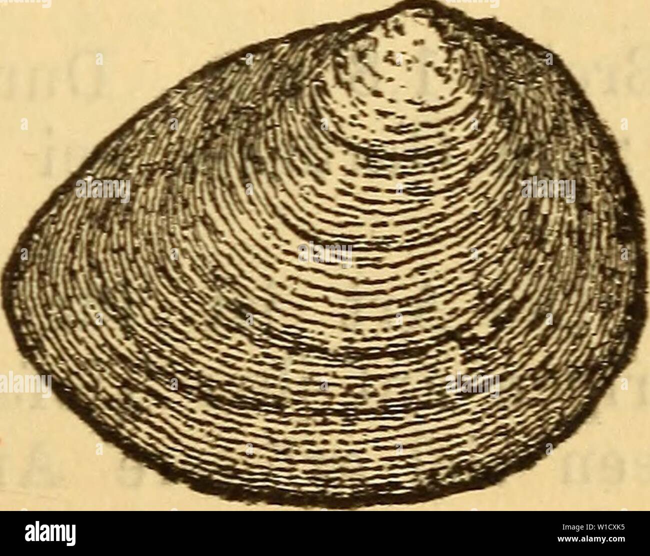 Archive image from page 796 of Die MolluskenFauna Mitteleuropa's (1884