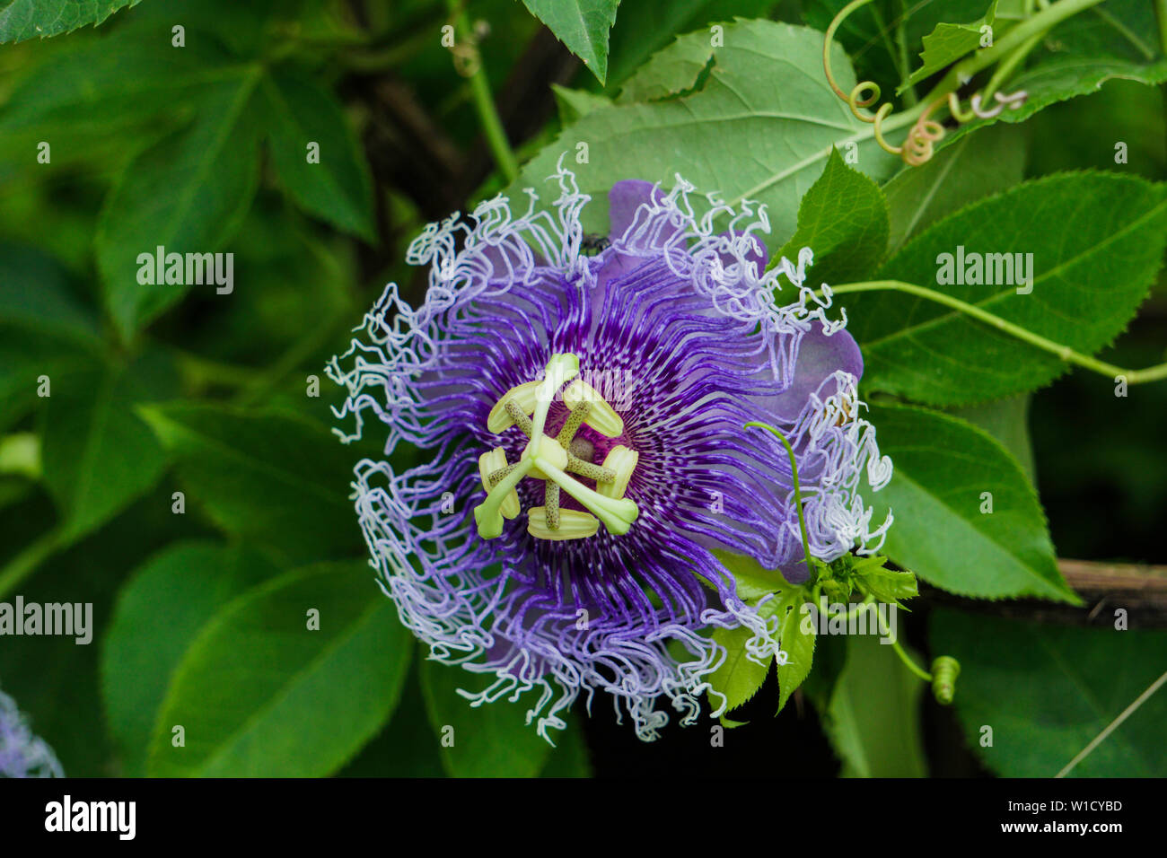 Flower blackbackground hi-res stock photography and images - Alamy