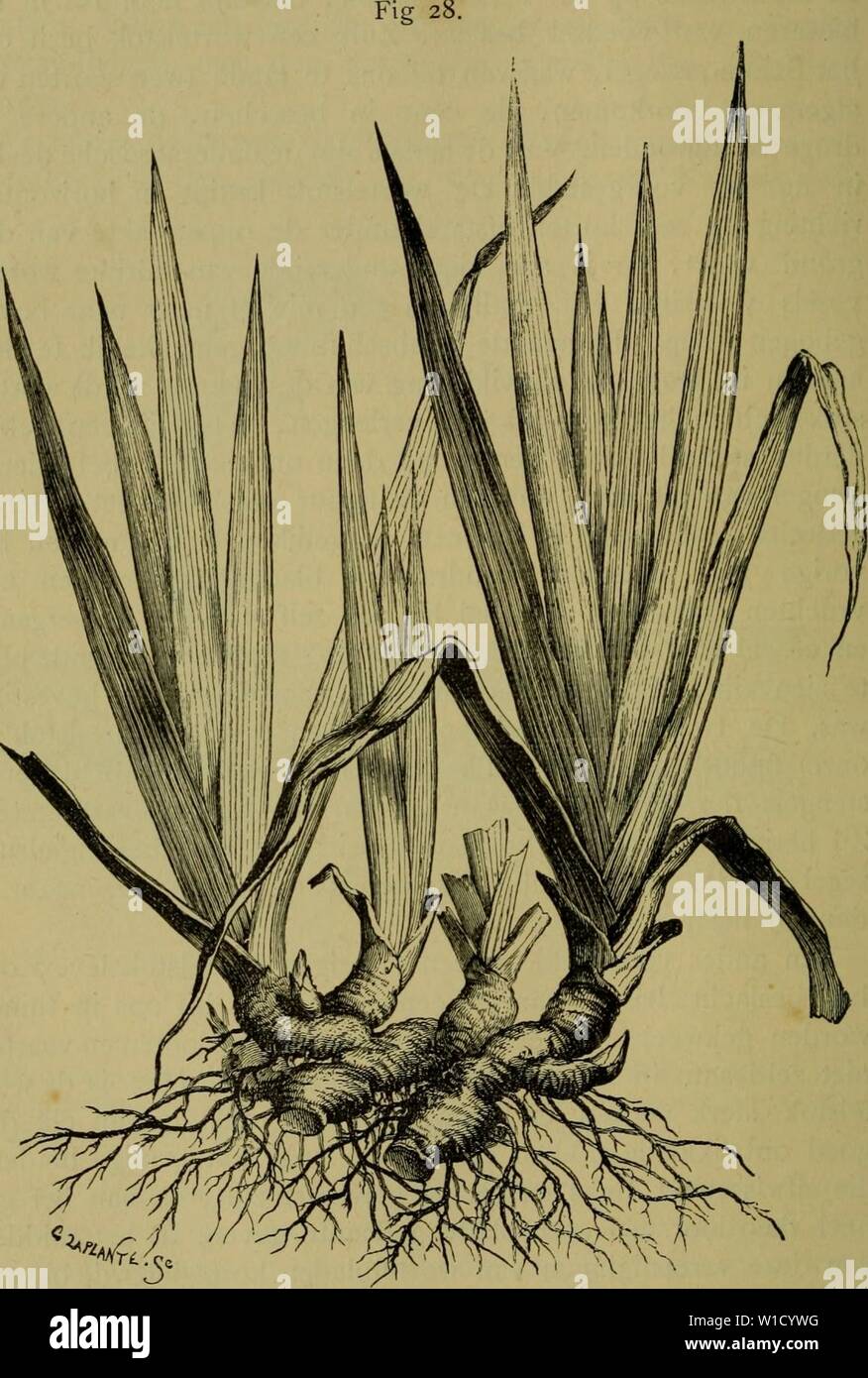 De voeding der planten. Plants. Opperhuid van een blad met huidmondjes.  Snijdt men waar een huidmondje ge- n duide Fig. 10.. der aanraken; in deze  neemt men bladgroenkorrels waar. Ter- wijl, image size:876x1390