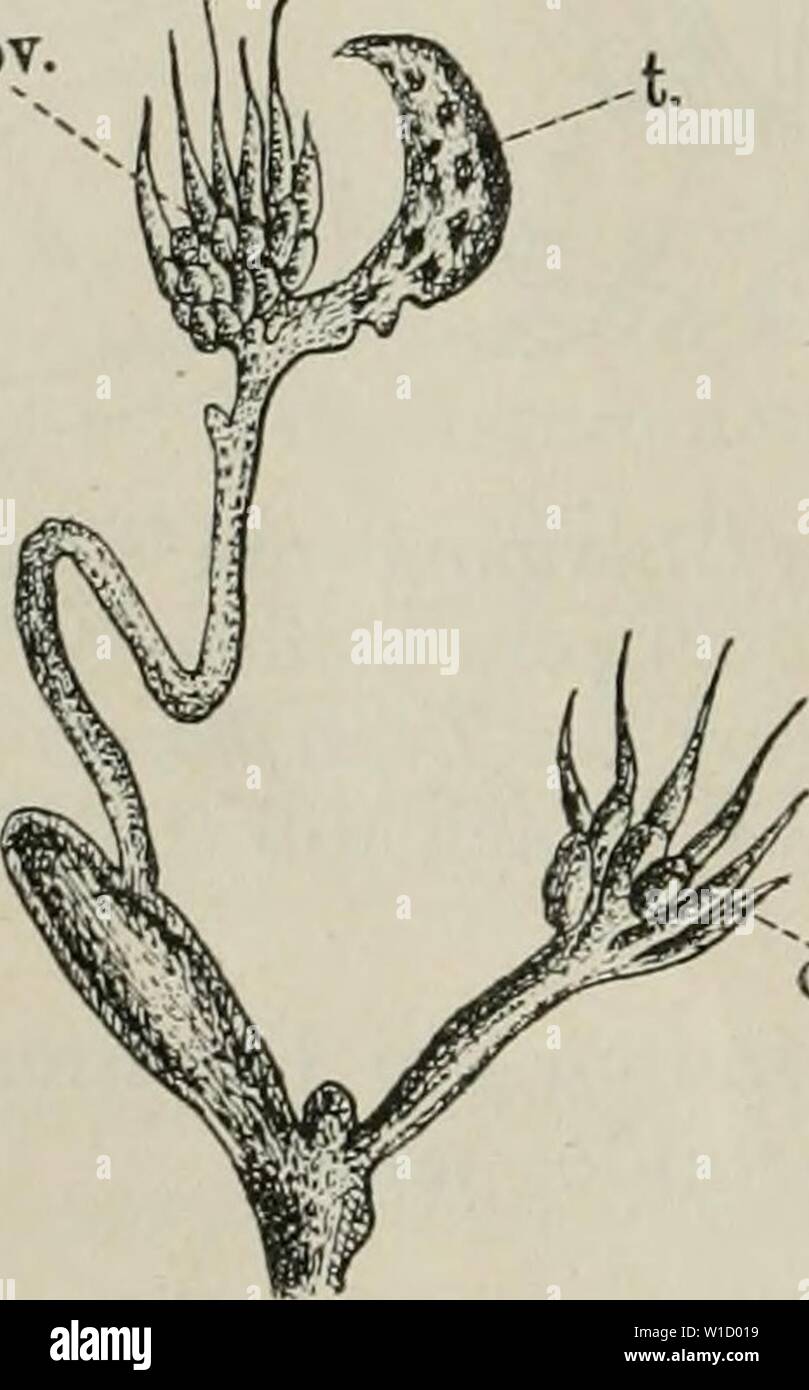 Archive image from page 81 of Die Ameise Schilderung ihrer Lebensweise