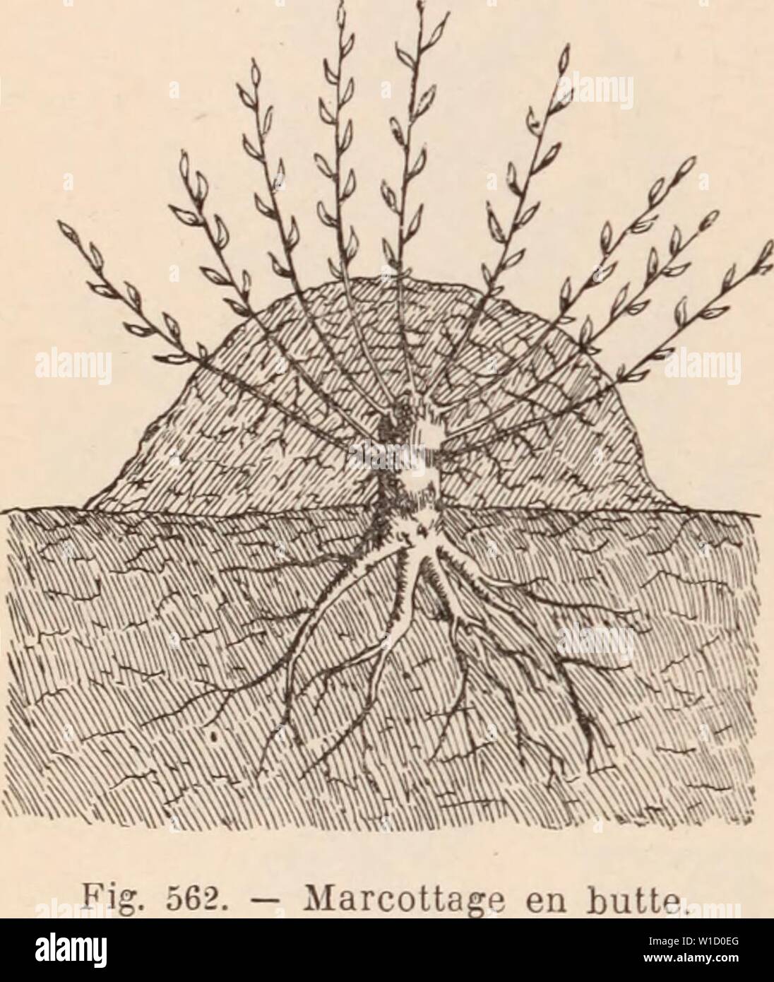 Marcottage High Resolution Stock Photography And Images Alamy 472 likes · 10 talking about this. https www alamy com archive image from page 821 of dictionnaire dhorticulture illustr par dictionnaire dhorticulture illustr par d bois prface de maxime cornu avec la collaboration de e andr et al dictionnairedhor00bois year 1893 marattia 810 marcottage sores marginaux entours inft dun involucre fimbri serre chaude m kaulfussii j sm fig 561 antilles amr mr frondes quadripinnatifides den viron 1 m de hauteur e r marcescent se dit des organes qui se fl trissent et se desschent aprs avoir atteint leur dveloppement mais qui sont persistants pendant image259055960 html