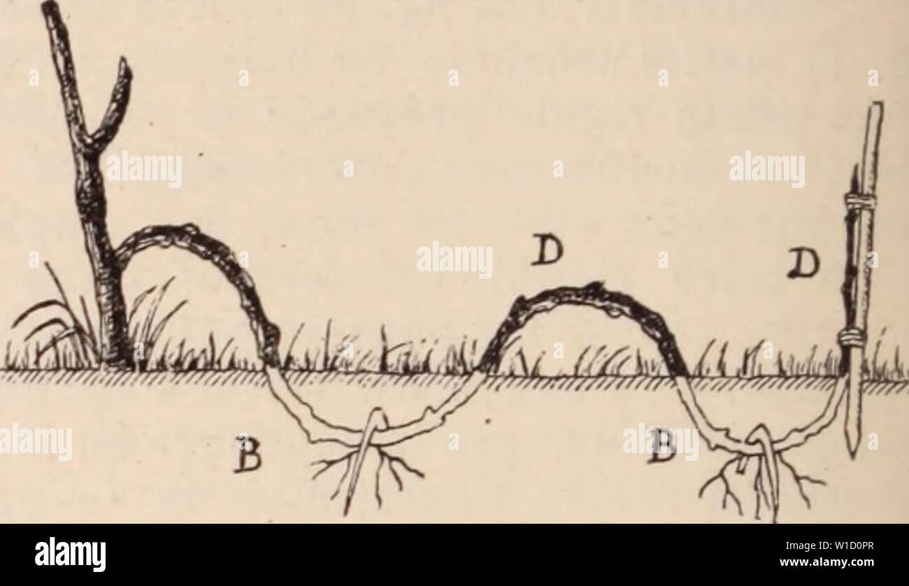 Archive Image From Page 823 Of Dictionnaire D Horticulture Illustre Par Dictionnaire D Horticulture Illustra Par Le marcottage en serpenteau : alamy
