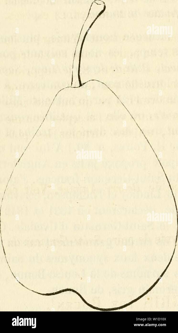 Archive image from page 831 of Dictionnaire de pomologie, contenant l'histoire,. Dictionnaire de pomologie, contenant l'histoire, la description, la figure des fruits anciens et des fruits modernes les plus gÂnÂralement connus et cultivÂs . dictionnairedepo02lero Year: 1867  622 S AI [saint-germain doc â ÃTÃ] Poire SAINT-GERMAIN DU DOCTEUR UVEDALE. - Synonyme de poire Tonneau. Voir ce nom. Poire SAINT-GERMAIN DORÃ. â Synonyme de poire de Saint - Germain [d'Hiver]. Voir ce nom. Poire SAINT-GERMAIN DUTILLEUL. â Synonyme de poire Saint-Germain du Tilloy. Voir ce nom. 821. Poire SAINT-GERMAIN D'ET Stock Photo