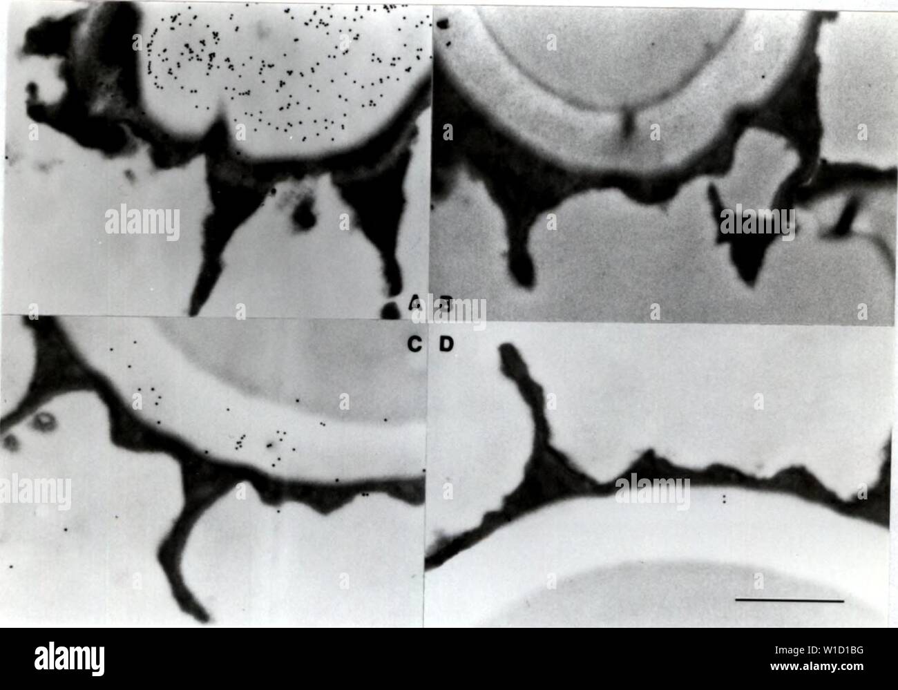 Archive image from page 84 of Development of cytochemical methods for. Development of cytochemical methods for the study of ascospore wall biogenesis and maturation . developmentofcyt00lusk Year: 1991  &gt; â¢â¢ â¢:Â»&gt;Â« 'V ,..â¢ â¢Cj'-r  T 75    Figure 4.5. Determinant characterization for 8F11. A & C) positive control, without pretreatment; B) pretreated with periodate; D) pretreated with pronase. accomplished by competing off the anti-wall antibodies with clean wall preparation (such as that used for immunogen) prior to incubation of the section(s). This experiment was not preformed due Stock Photo