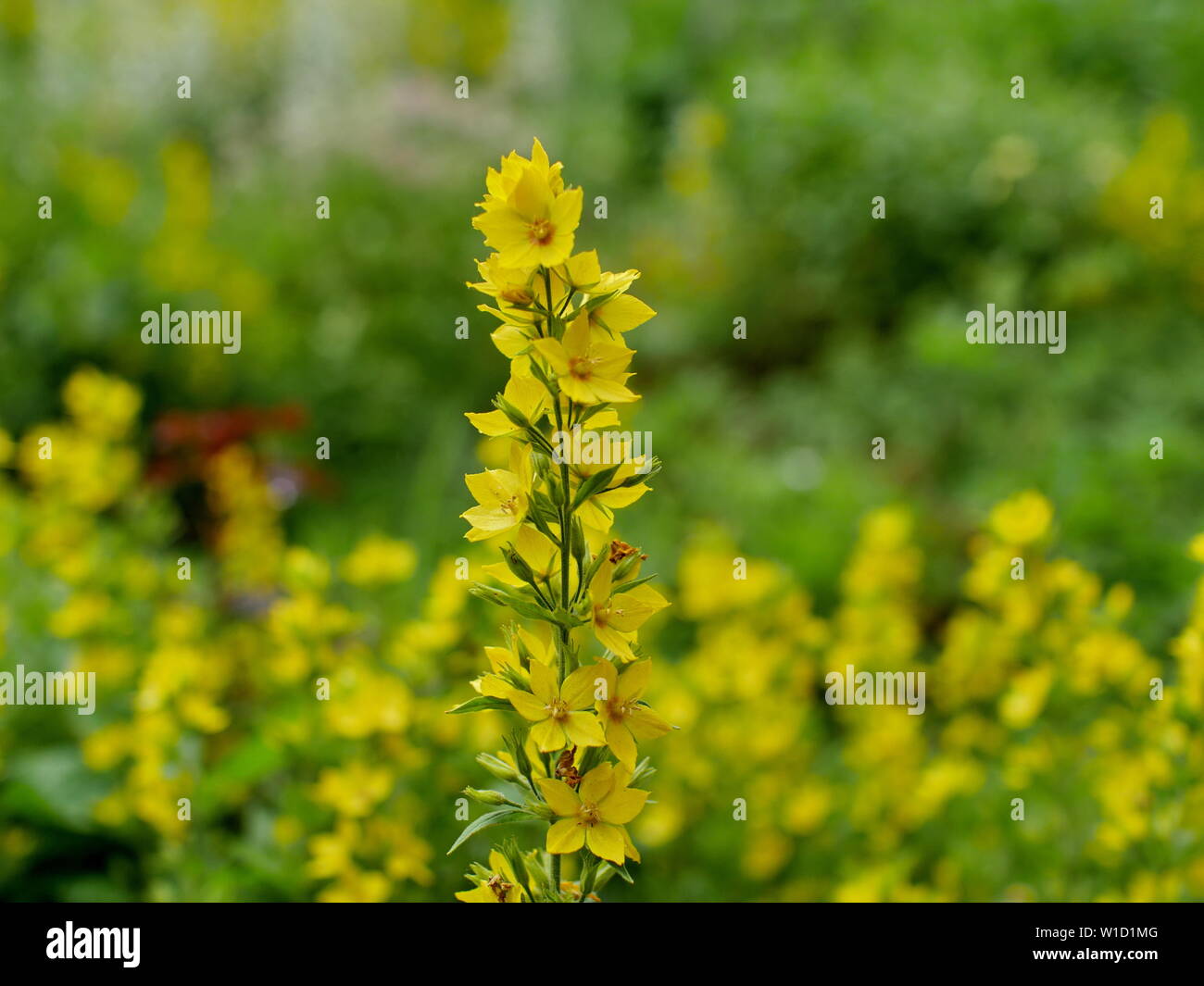 yellow flowers loosestrife has healing properties Stock Photo Alamy