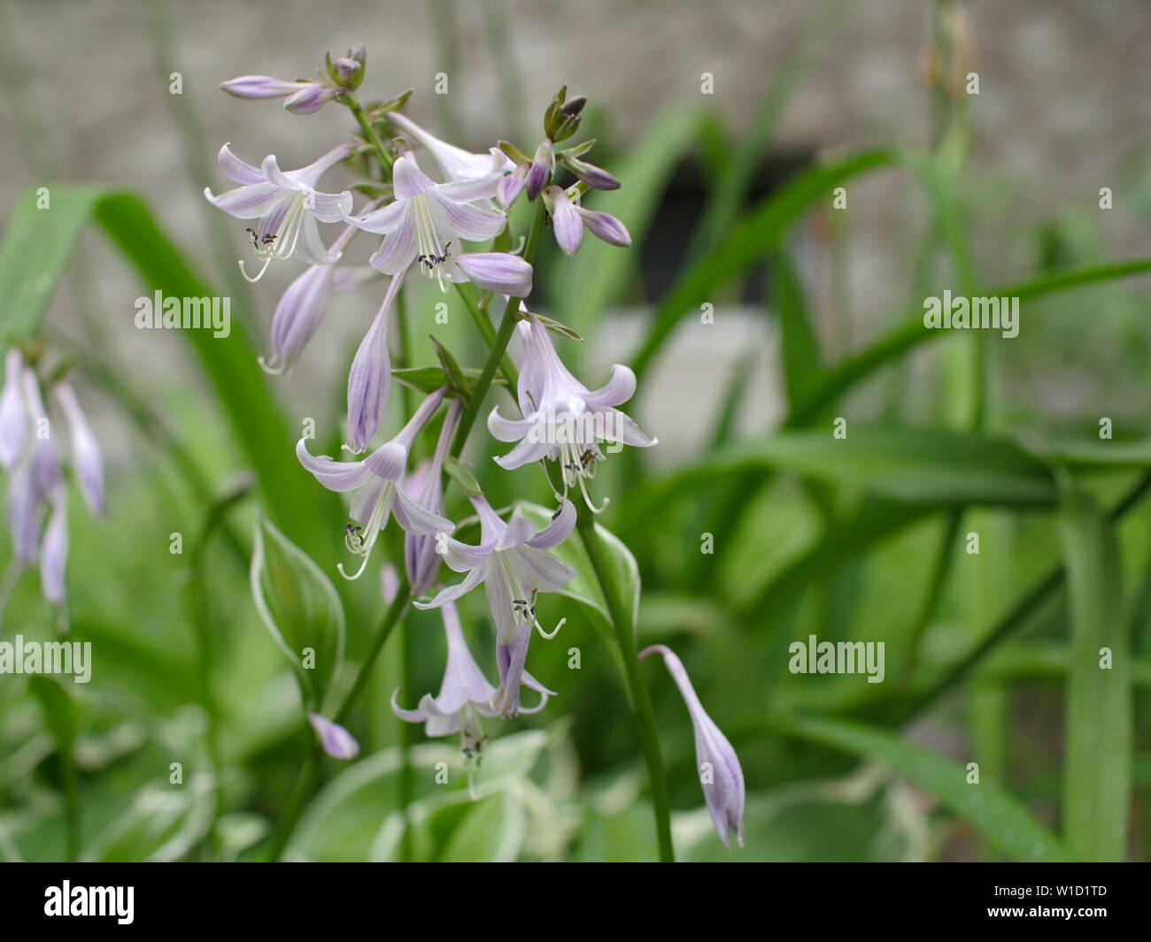 flowers Fragrant plantain lily or Hosta plantaginea Stock Photo