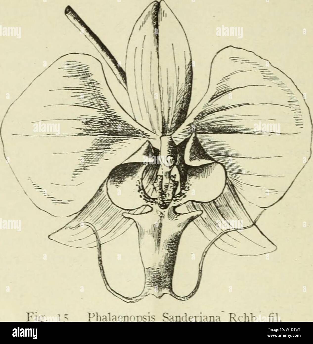 Archive image from page 85 of Deutsche Garten-Zeitung (1886). Deutsche Garten-Zeitung . deutschegartenze01witt Year: 1886  78 JPhaZaenopsis Sanderiana, [Deutsche Garten-Zeitung zerem oder lÃ¤ngerem frÃ¶hlichen Bei- zwischen Berlin und Johannisthal ge- sammensein hoch befriedigt von dem henden ZÃ¼ge zuiÃ¼ck. Ausfluge mit einem der zahlreichen W. Per ring. Phalaenopsis Sanderiana Rchb. fil. Philippinen) (Mit Abbildung). Xach der Xatur gezeichnet von G. Kittel. Nicht mit Unrecht waren bei EinfÃ¼hrung dieser Neuheit Gelehrte wie Lieb- haber in gleicher Veise Ã¼berrascht, so dass die sonderbarsten Stock Photo