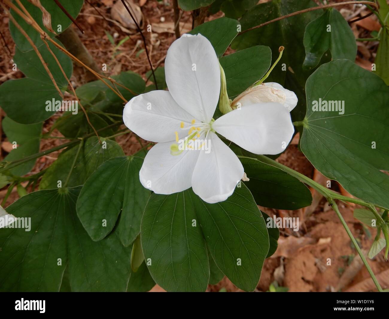 Bauhinia acuminata /Dwarf white bauhinia/White orchid-tree Stock Photo