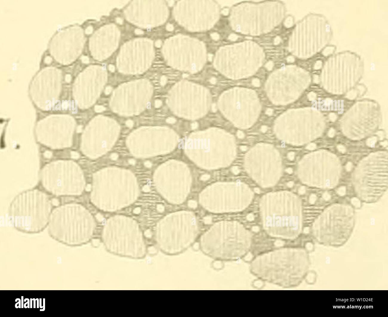 Archive image from page 854 of Die Klassen und Ordnungen des. Die Klassen und Ordnungen des Thier-Reichs, wissenschaftlich dargestellt in Wort und Bild . dieklassenundord62bron Year: 1873-1878 [jliibieii. Taf. XXVllI. ,. vi' 1. w w il>. ~i'--':r-ä-i'-' m m t -' W m im 11 Stock Photo