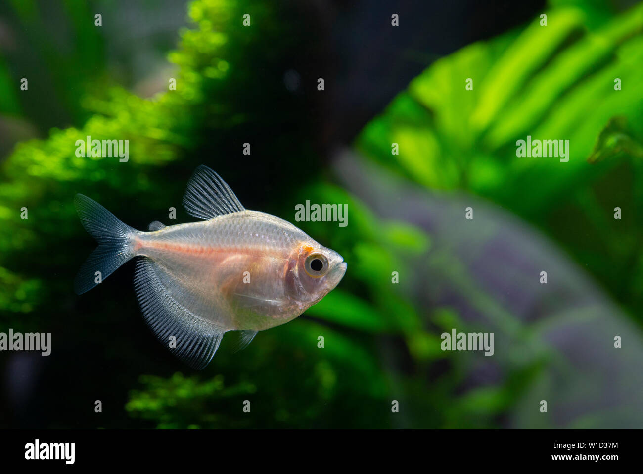 Small aquarium fish in the aquarium. Pets Stock Photo Alamy