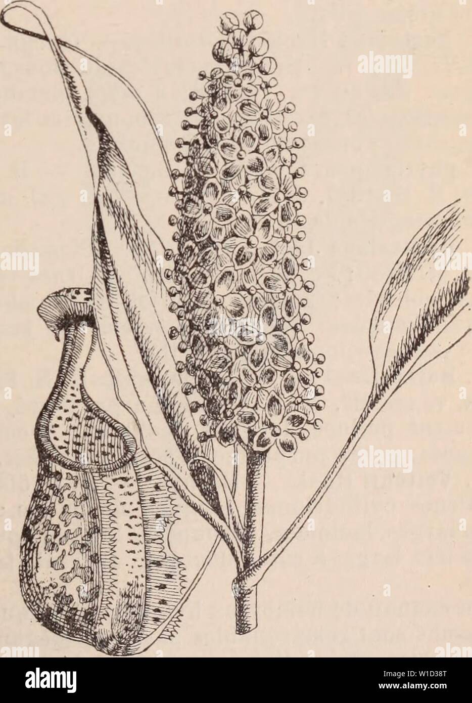 Archive image from page 870 of Dictionnaire d'horticulture illustré  par. Dictionnaire d'horticulture illustrÃ / par D. Bois   prÃface de Maxime Cornu   avec la collaboration de E. AndrÃ ... [et al.]. . dictionnairedhor00bois Year: 1893  NEMESIA. â 859 â NEPENTHES. lÃhiscence septicide; valves en forme de na- celles. Environ 20 esp., d'Afrique australe. On cultive surtout: N. floribunda Lelim., Bot. Reg. 24, 39, annuel, 30-35 cm., fl. blanc jau- Ã®Ã¢tre, en grappes trÃ¨sfloribondes; N. versicolor I S Mey, et N. strumosa Benth., B. M. 7272; Gard, jhr. 1892, v. 12, p. 277, fig. 48; The Gard. 189 Stock Photo