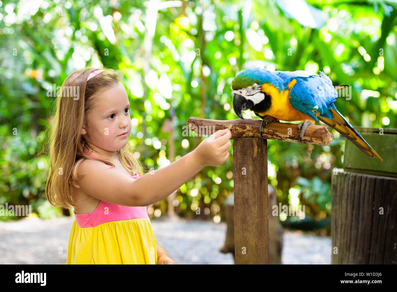 Kid feeding macaw parrot in tropical zoo. Child playing with big