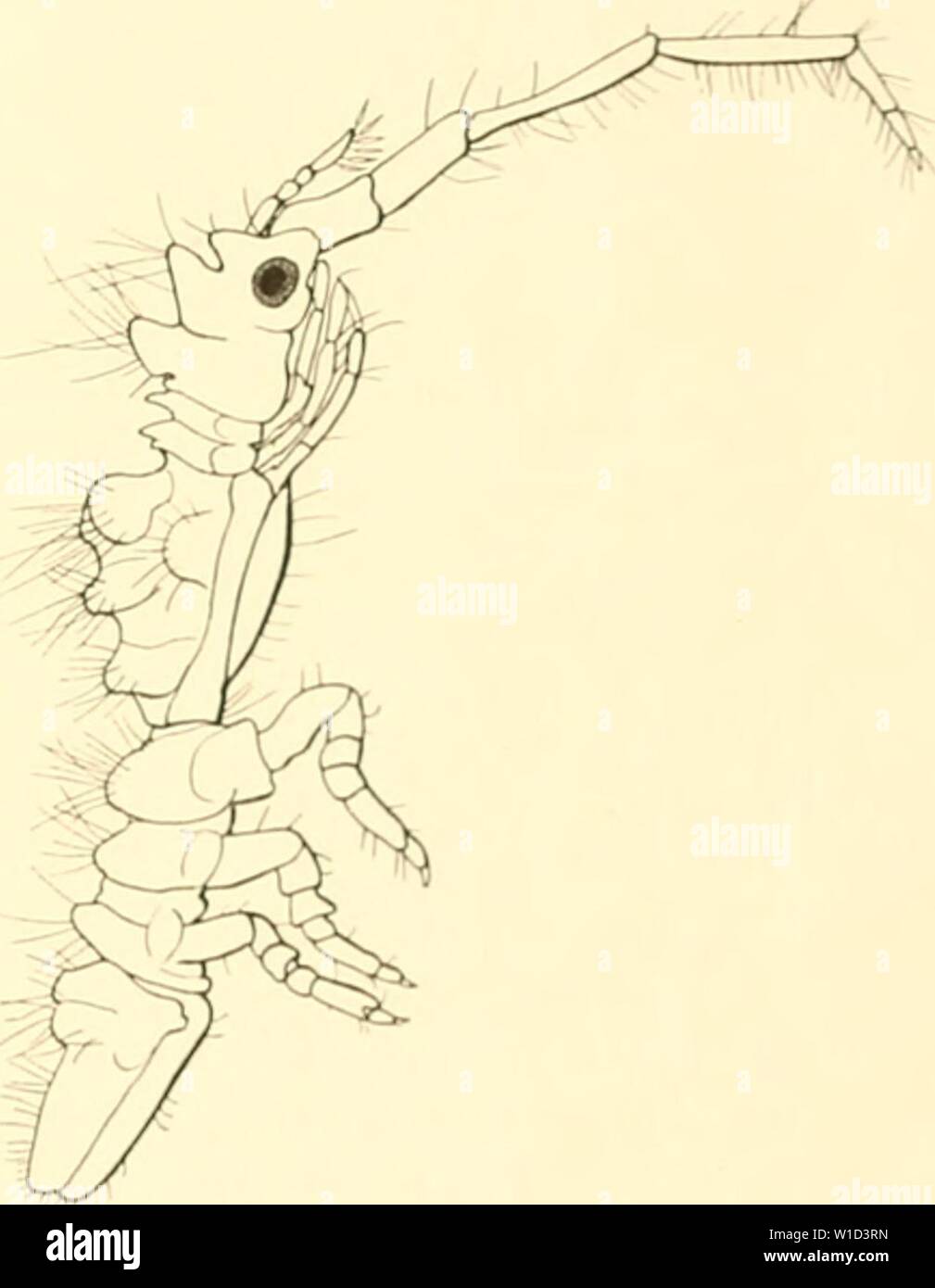 Regions of abdomen hi-res stock photography and images - Alamy
