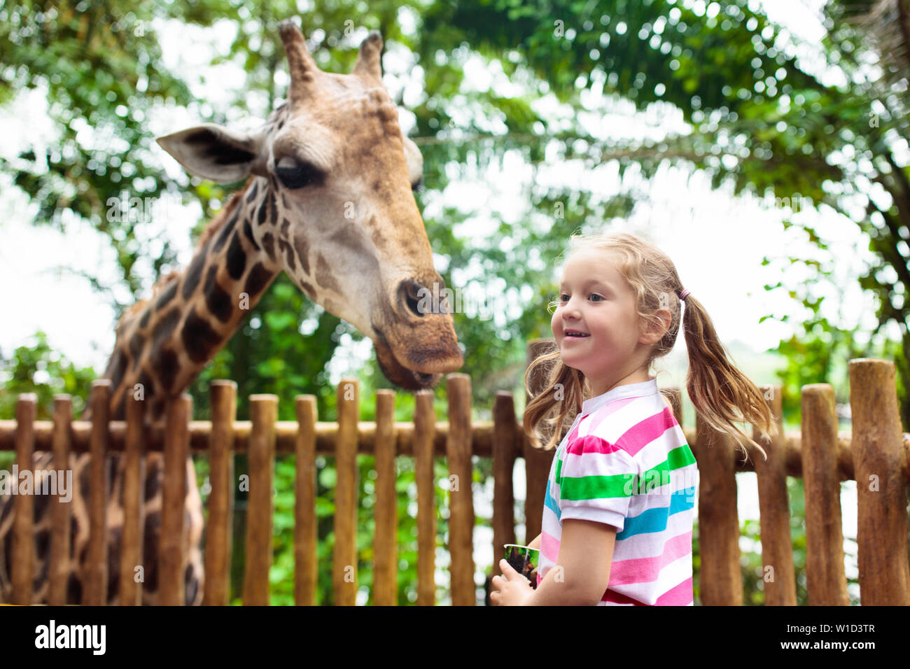 Family feeding giraffe in zoo. Children feed giraffes in tropical ...