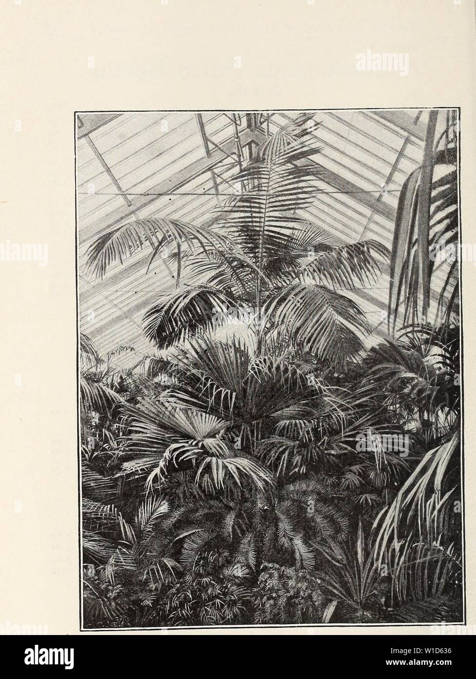 Archive image from page 91 of Descriptive illustrated catalogue of new. Descriptive illustrated catalogue of new and rare seeds, plants, and bulbs . descriptiveillus1893unit Year: 1893  A View in one of our Palm-Houses. Stock Photo